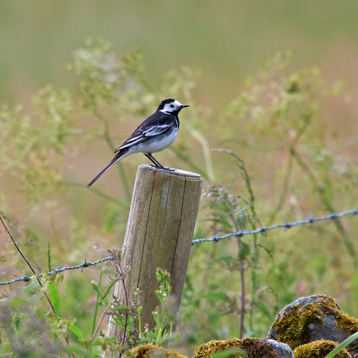 White Ballerina-Motacilla alba