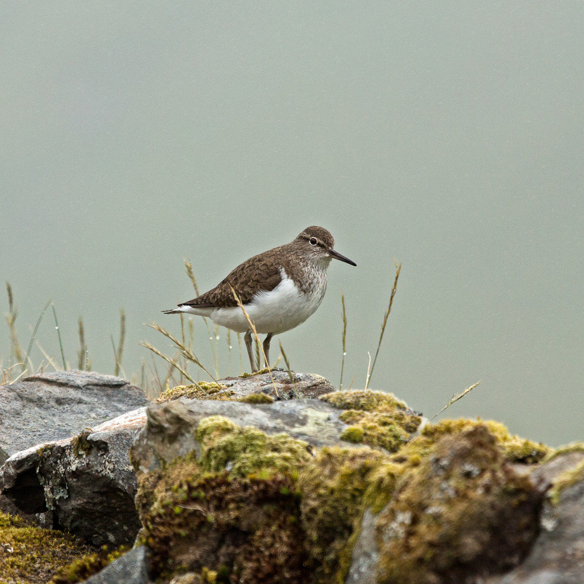 Piro Piro Piccolo-Actitis common
