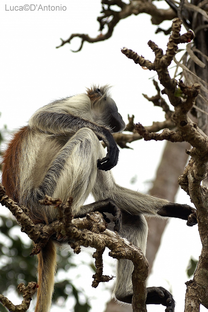La Rossa di Zanzibar
