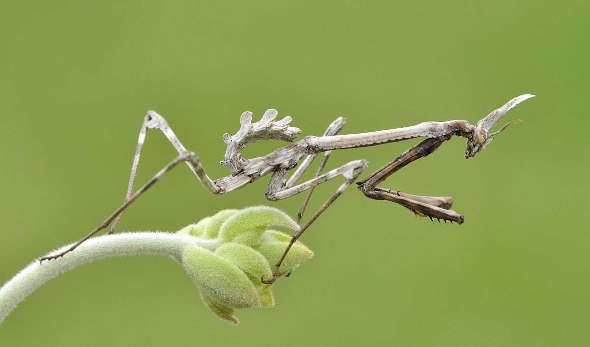 Empusa pennata (Thunberg, 1815)