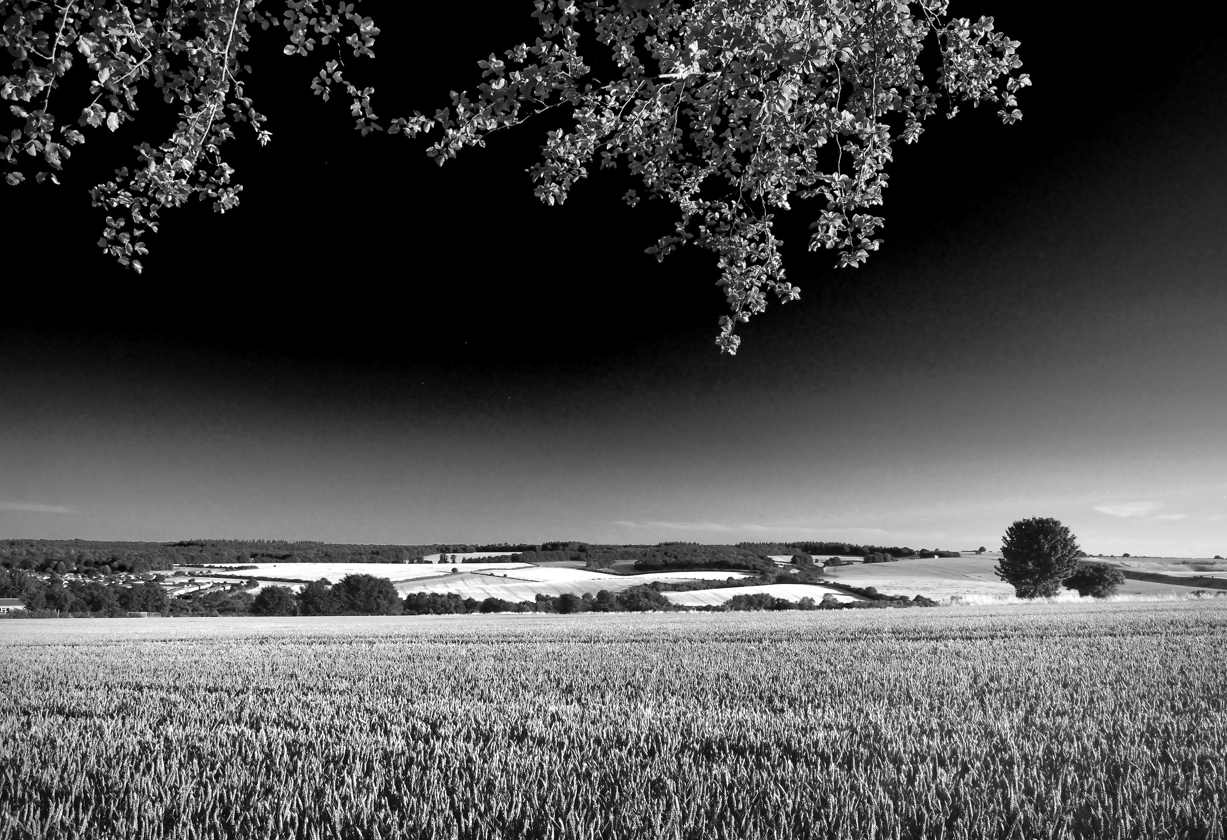 Paesaggio nero e bianco croccante da fine giugno