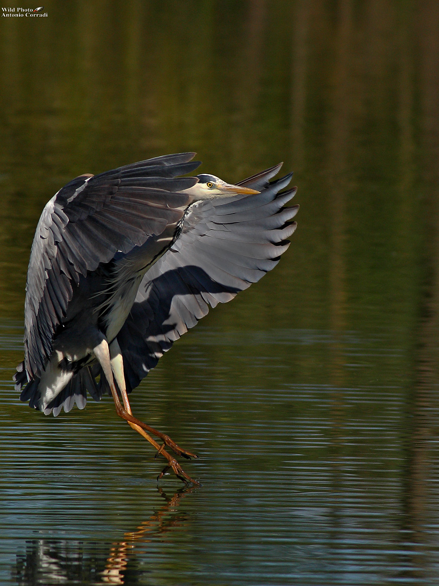 Airone in atterraggio