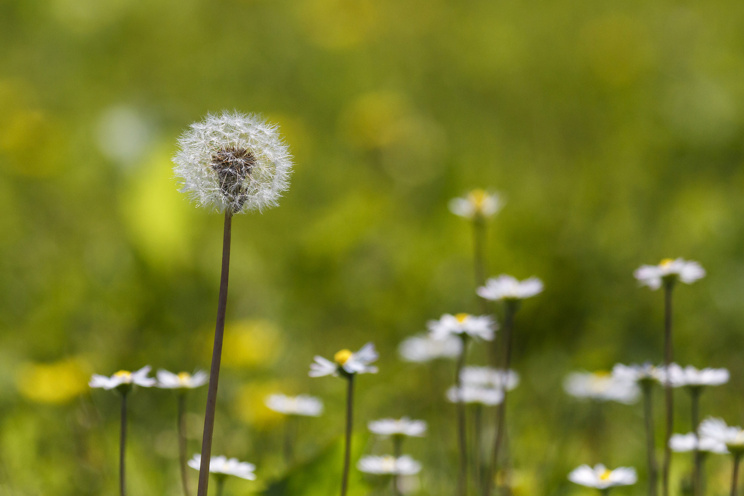 Tarassaco  (Taraxacum officinale)