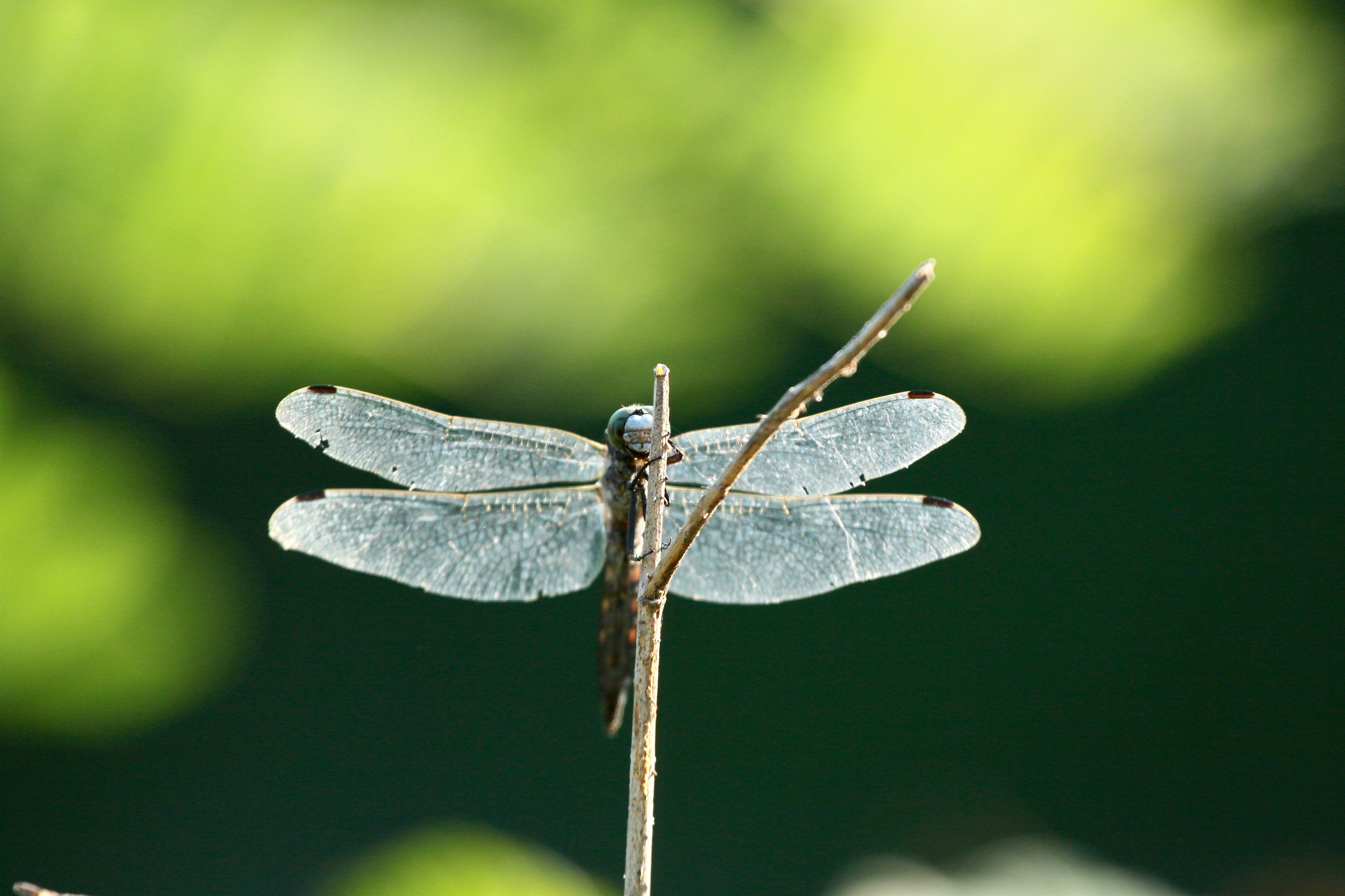 Libellula blu
