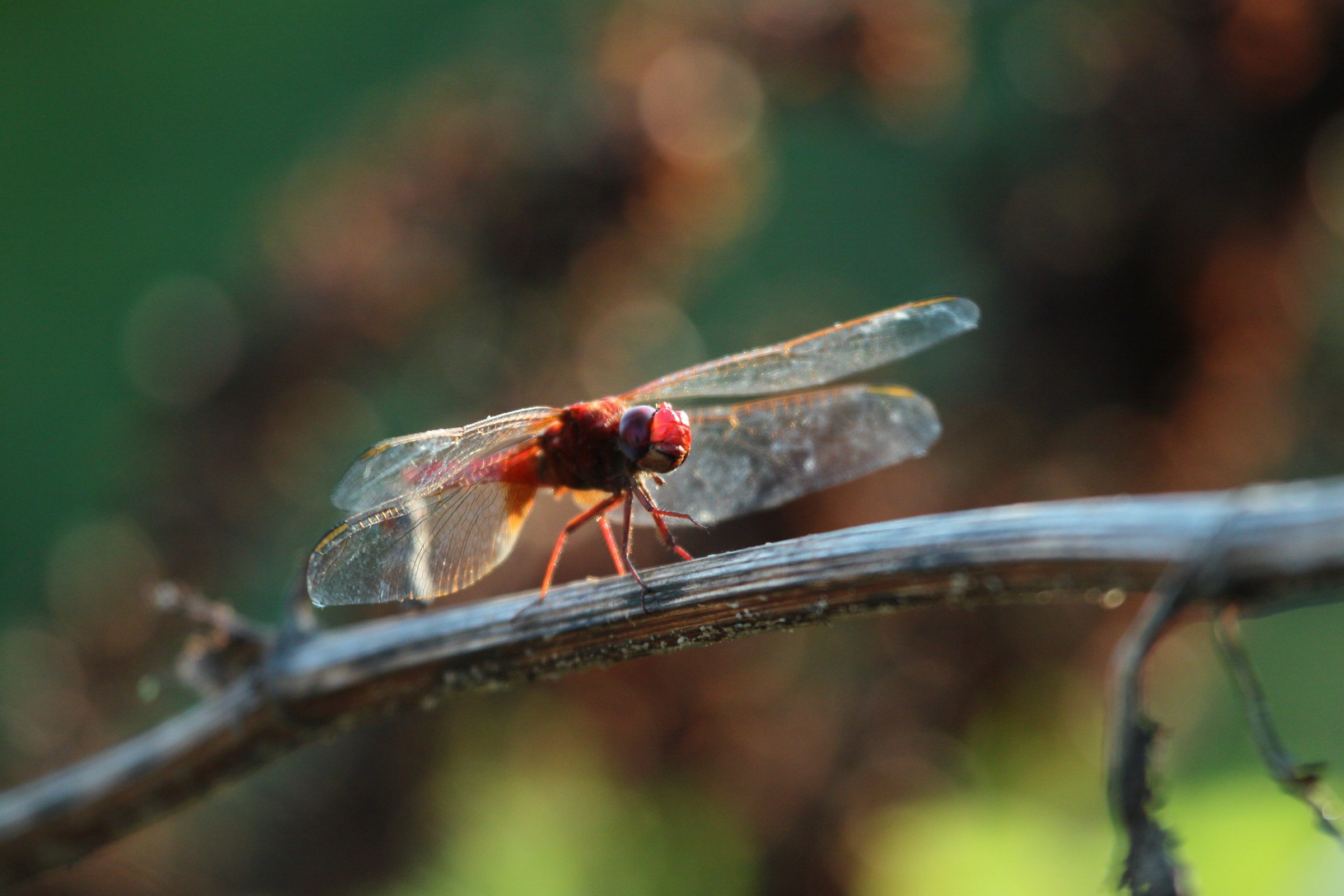 Libellula rossa