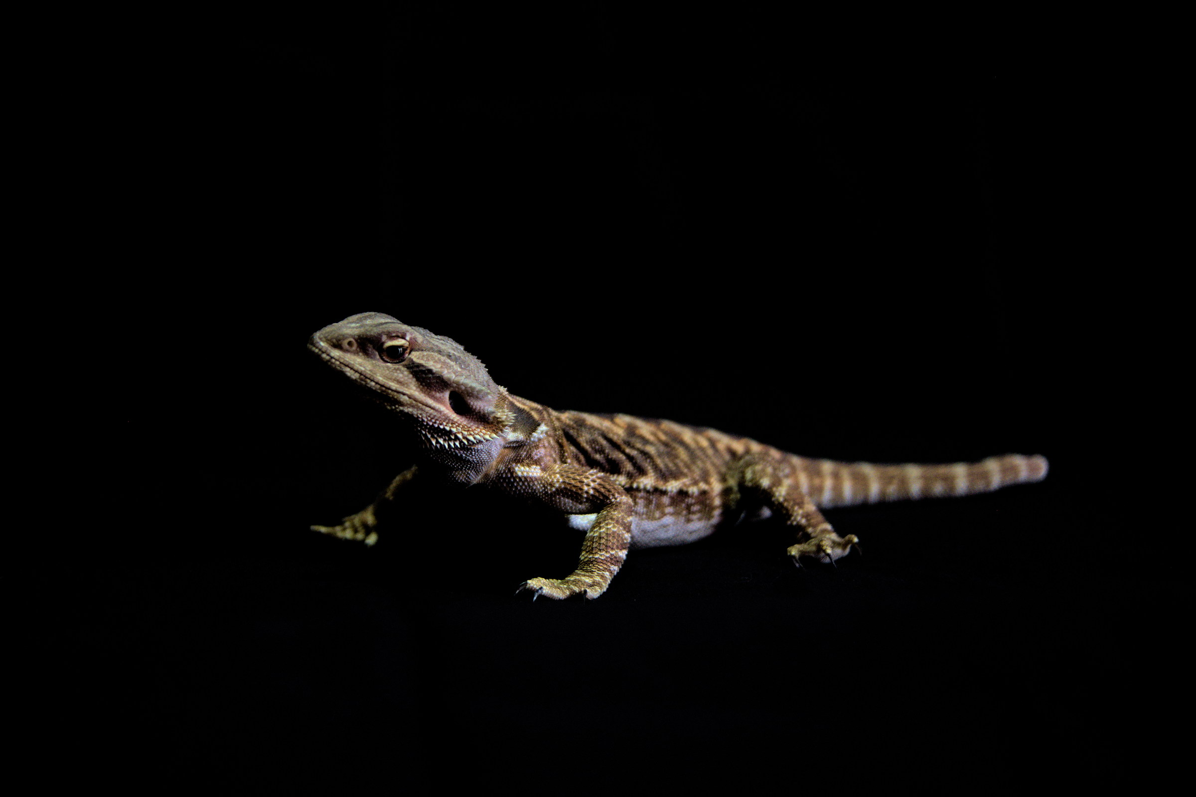 Pogona vittices (Photo ark Style)