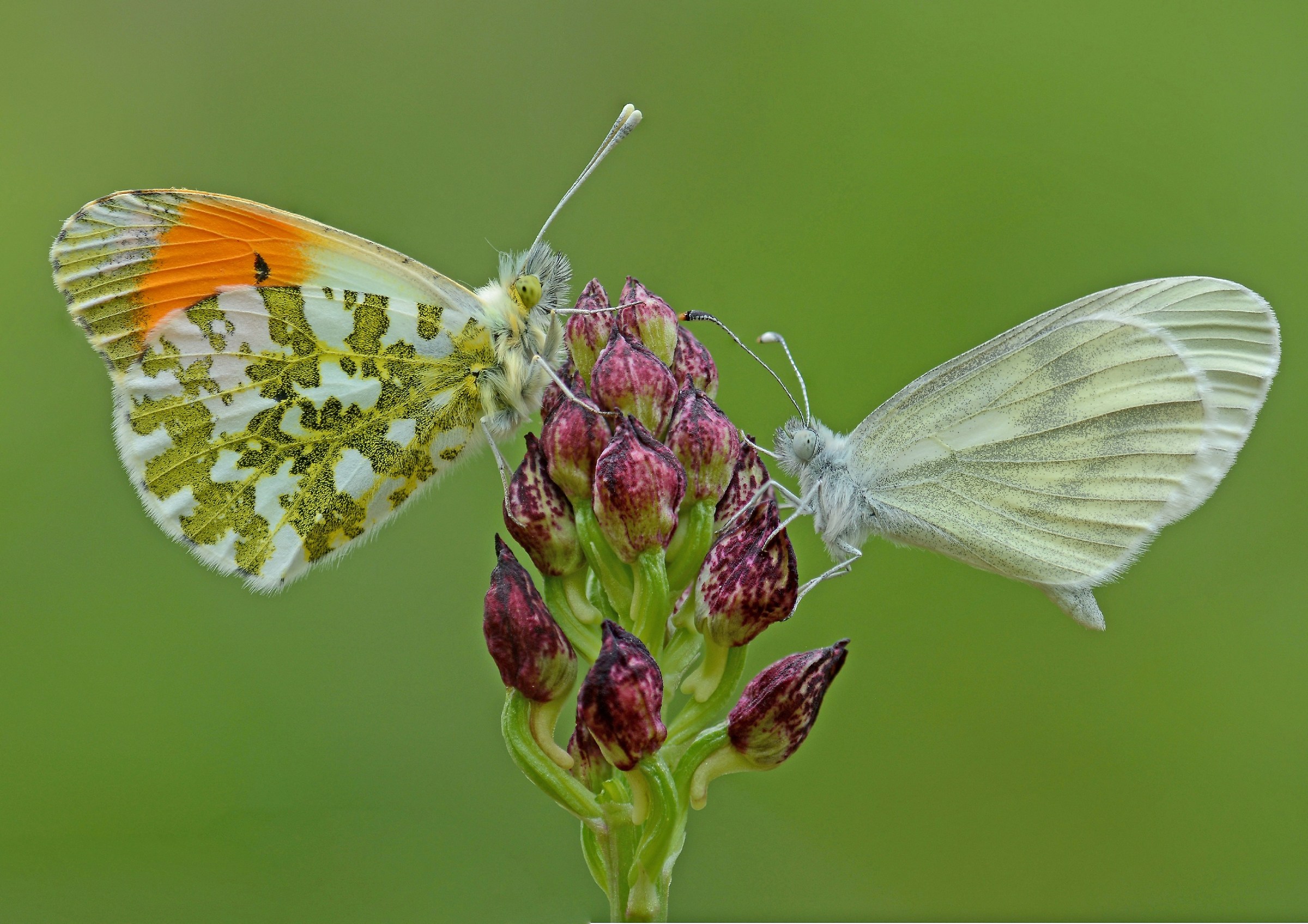 Antocharis cardamines e Leptidea sinapis