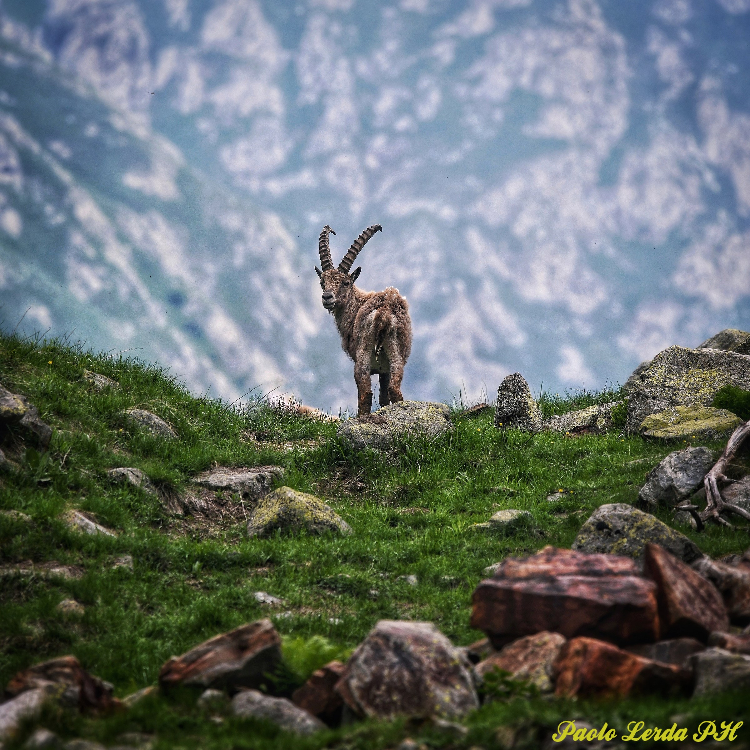 Ibex....   (Orkdale)