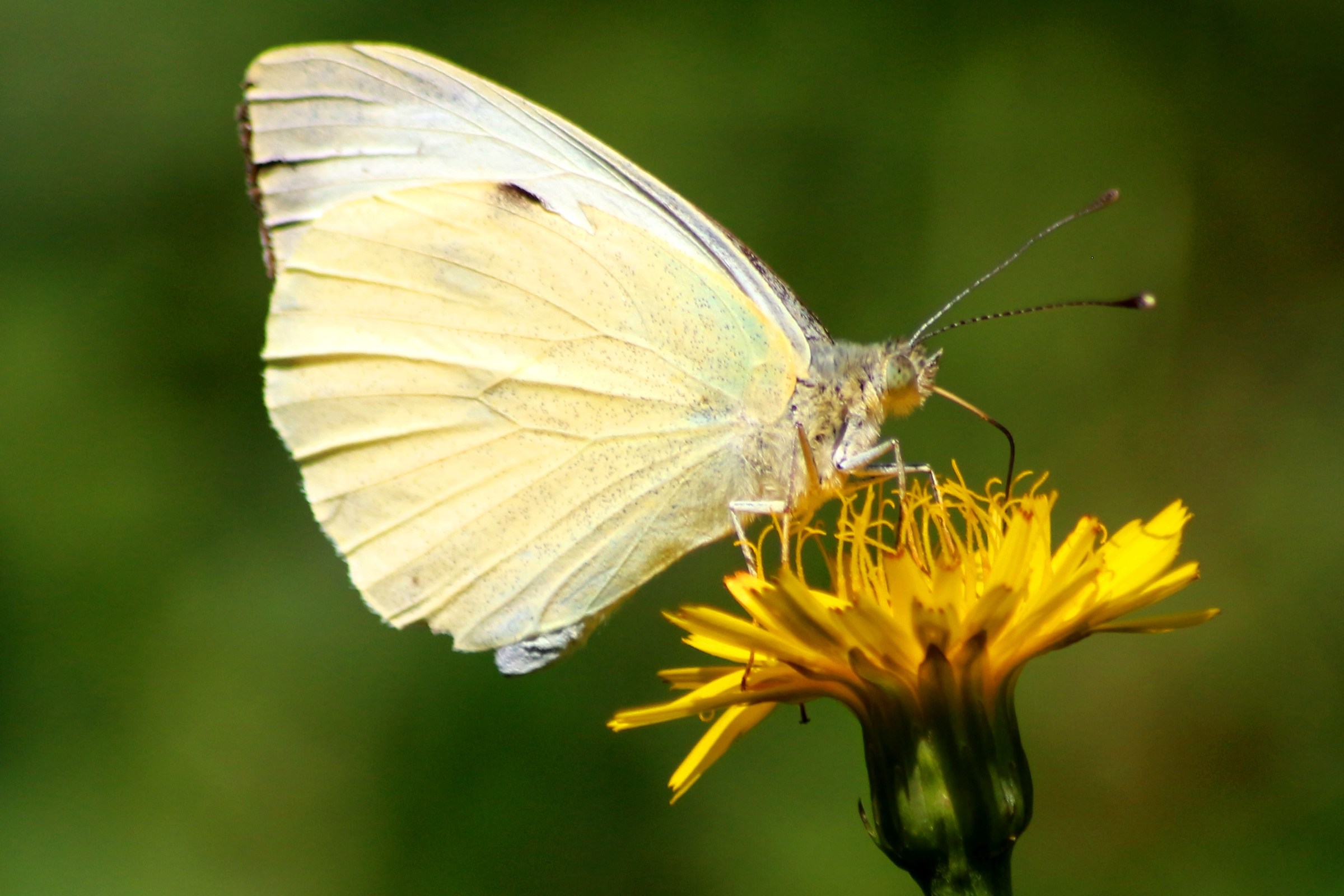 The white butterfly on yellow flower