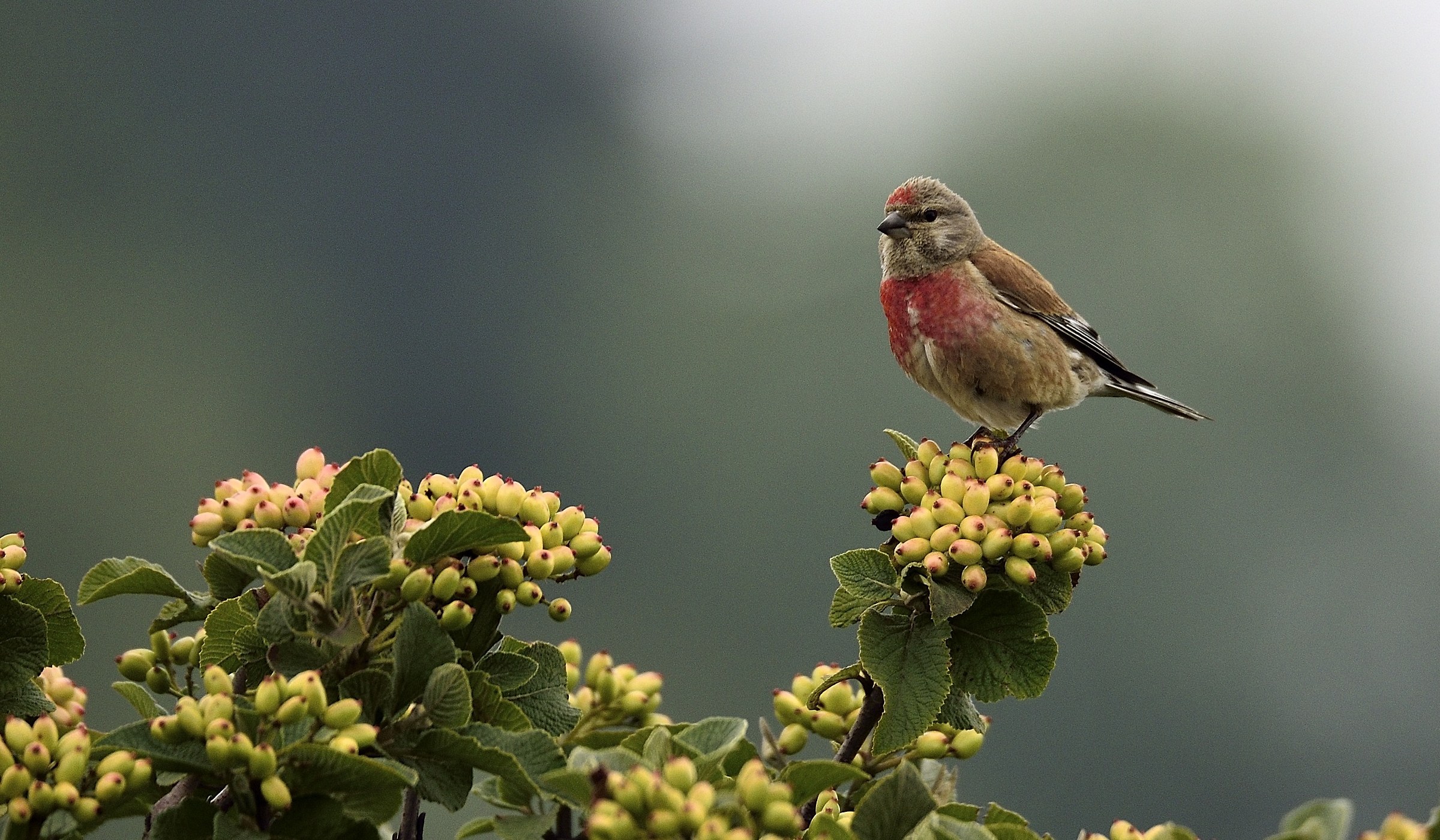 Una mattina nebbiosa
