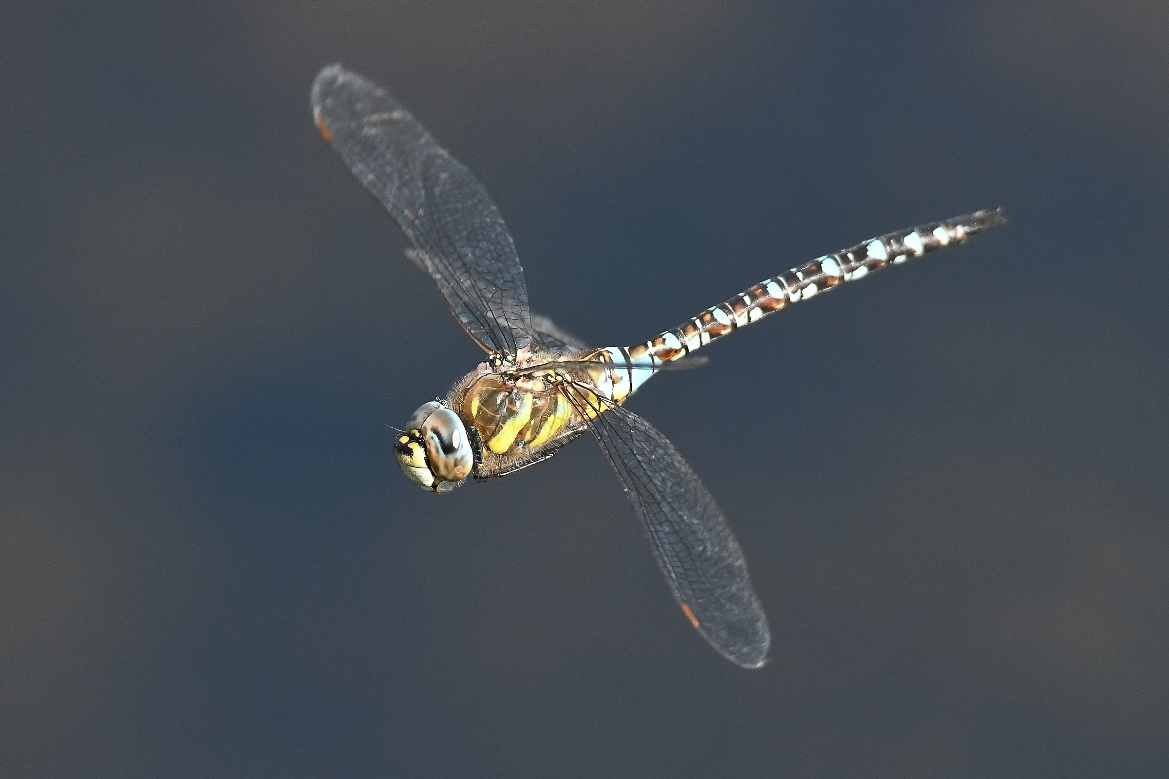 Migrant Hawker