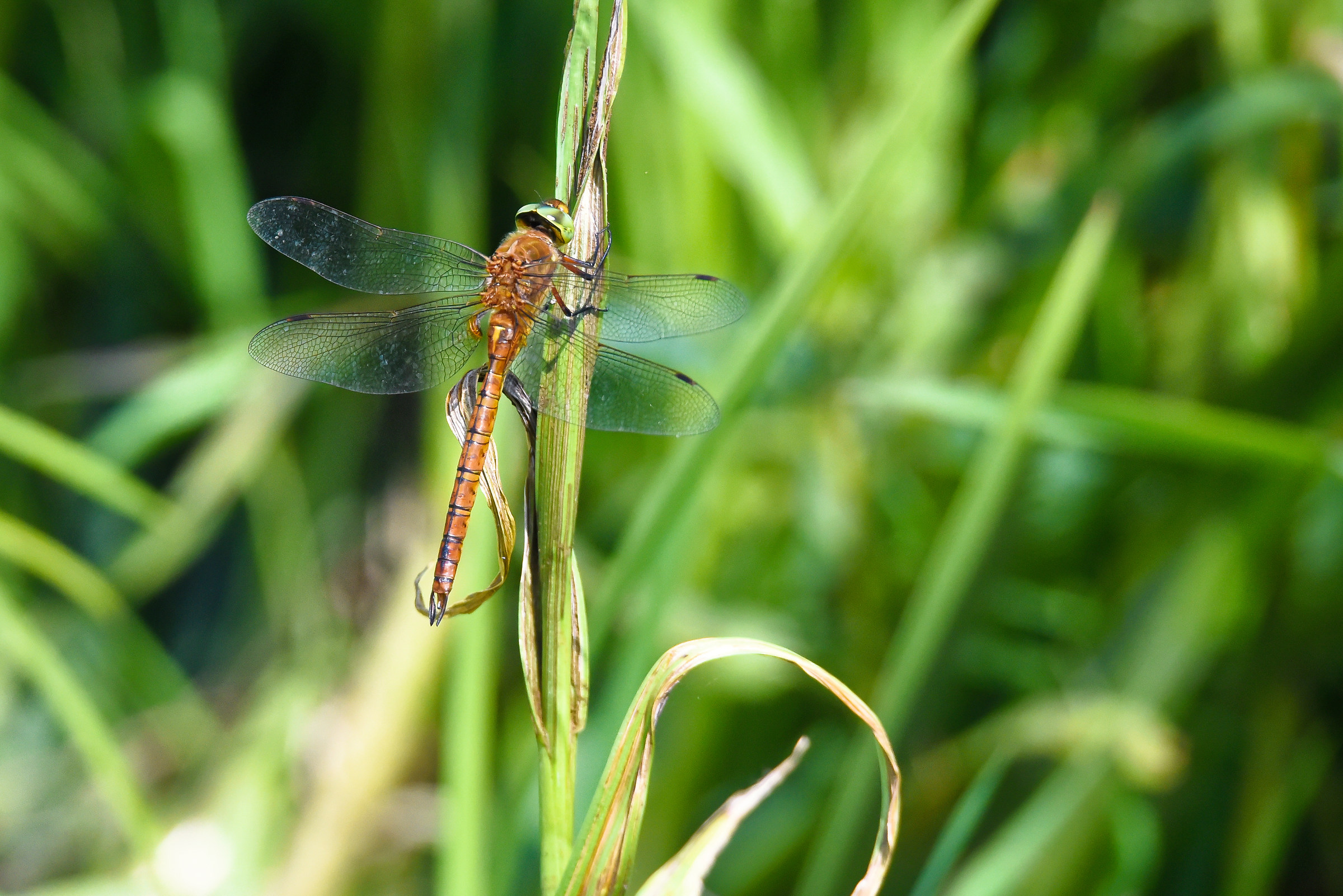 Green-eyed Hawker