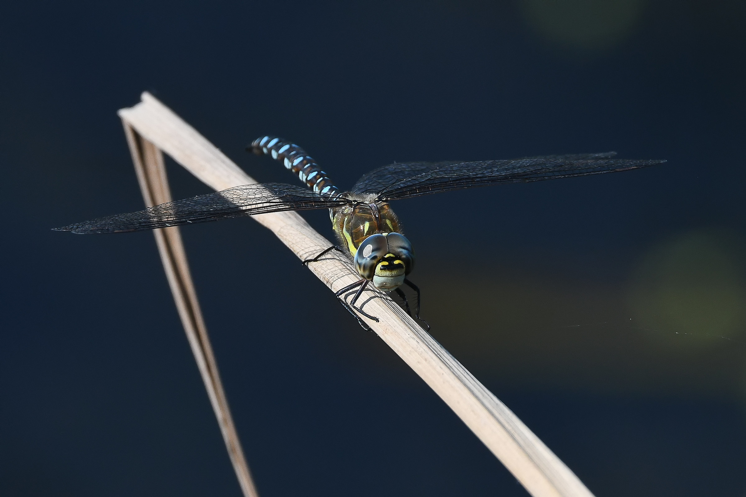 Migrant Hawker