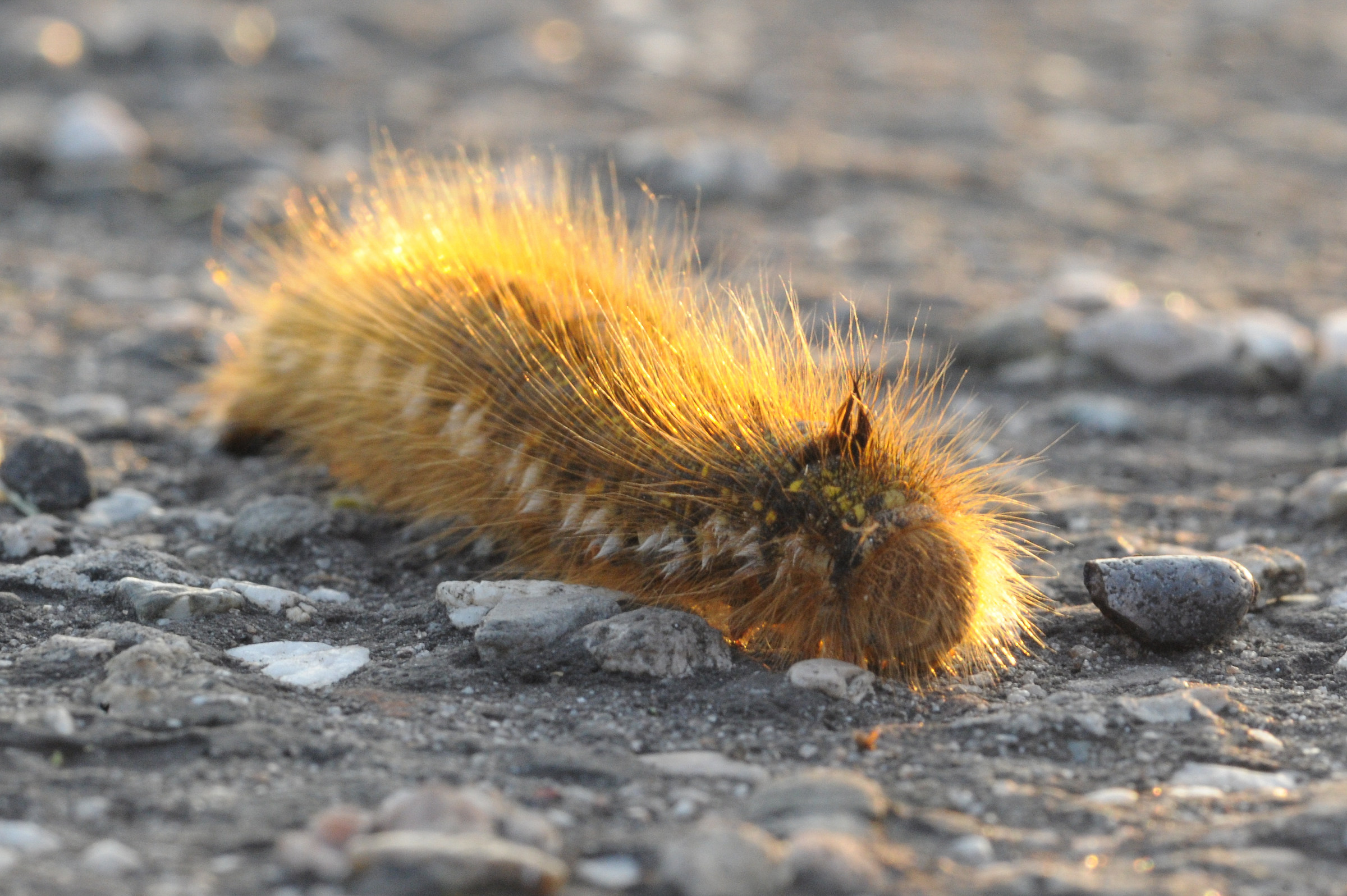 Euthrix Potatoria caterpillar