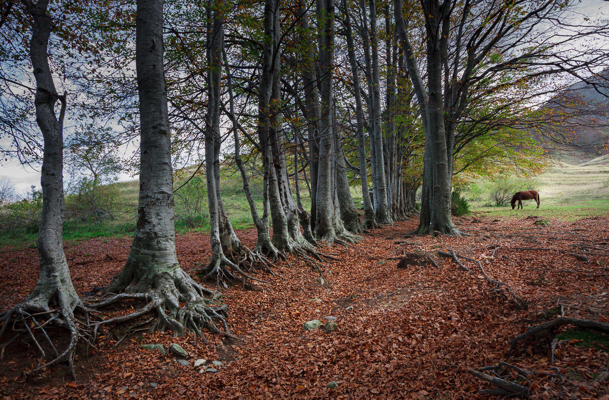 To the pastures of the pointed...