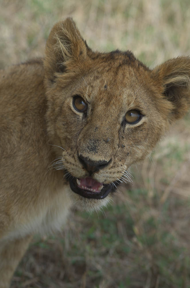 Scusa dove è la mamma?
