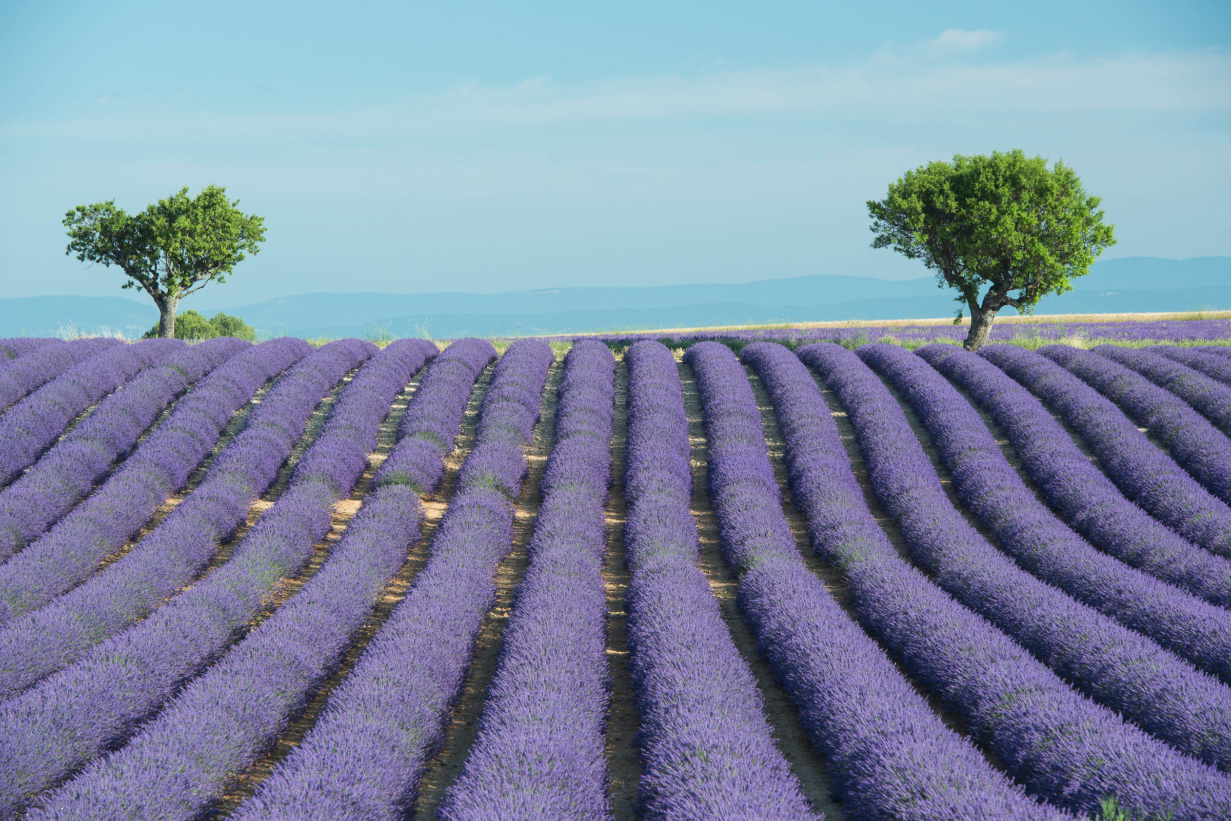 Always Provence