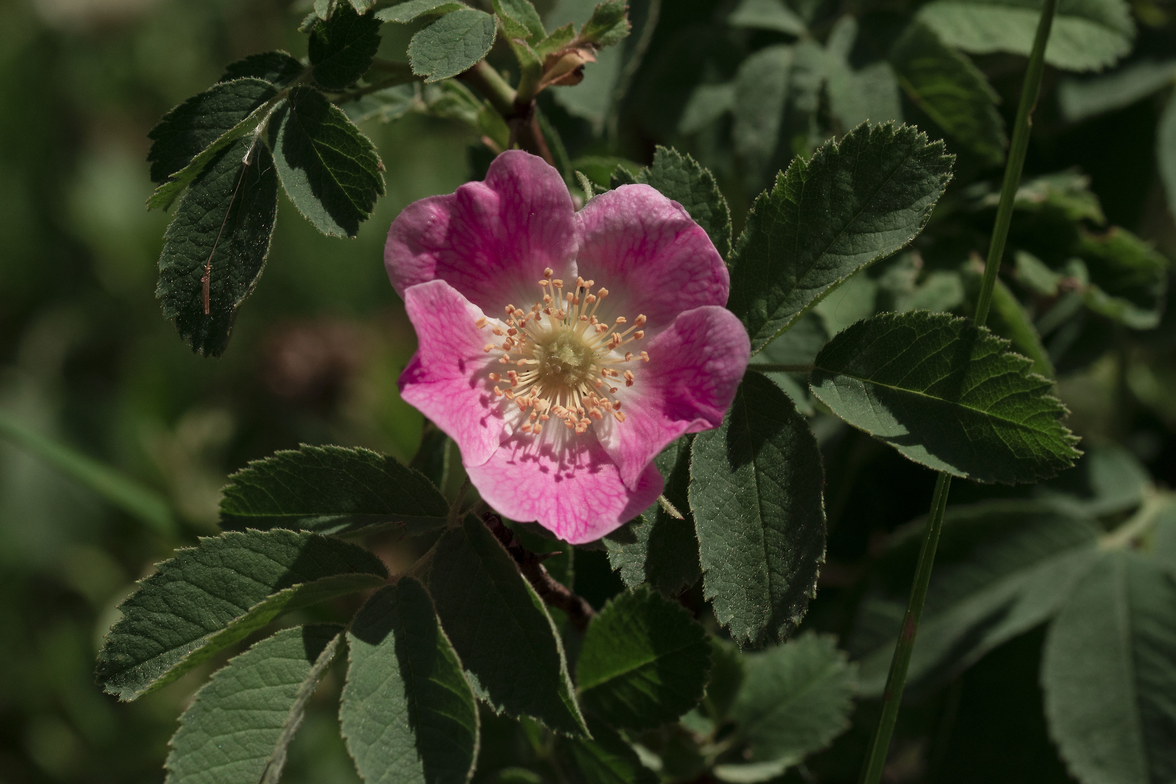 Rosa alpina