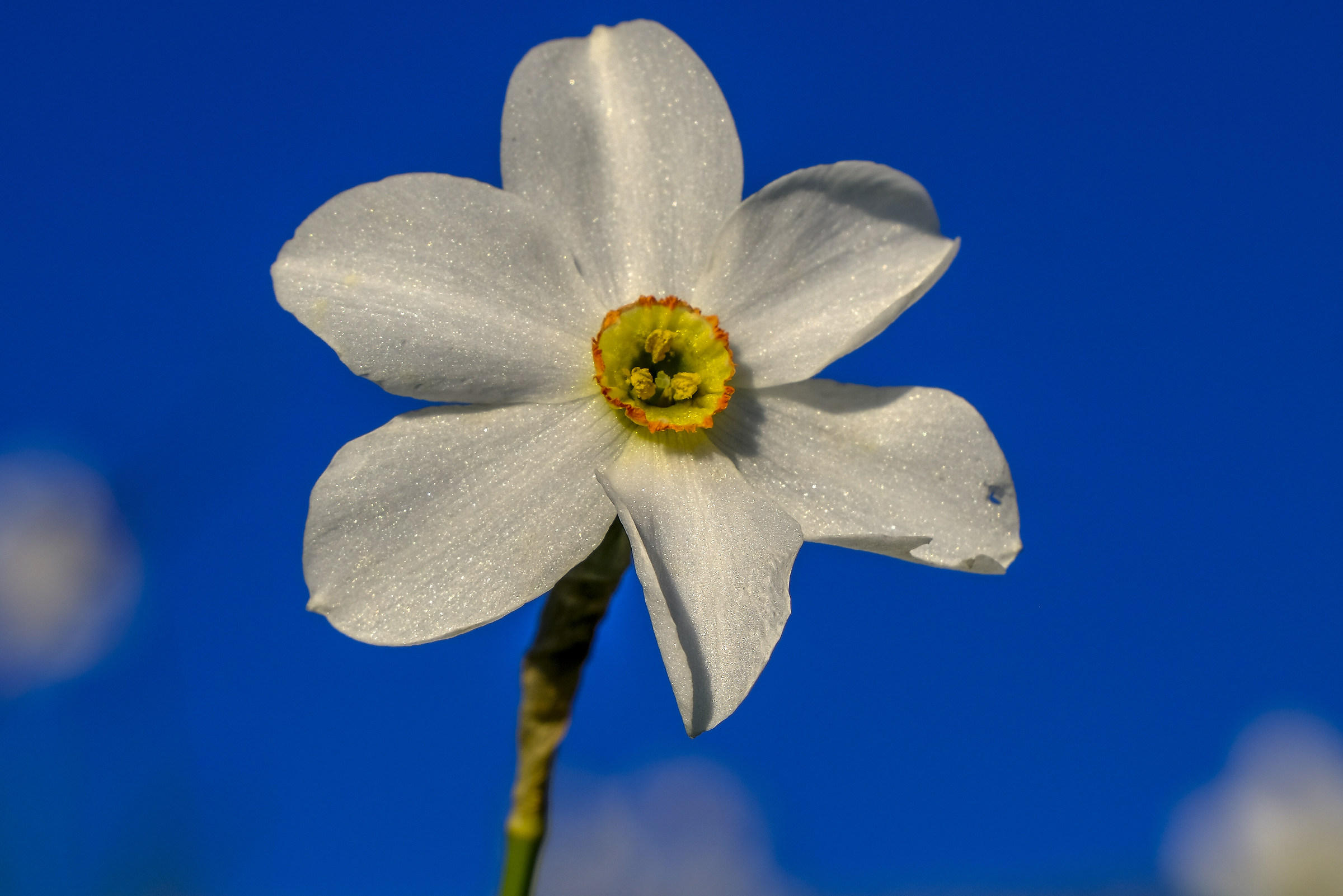 gigli del monte croce