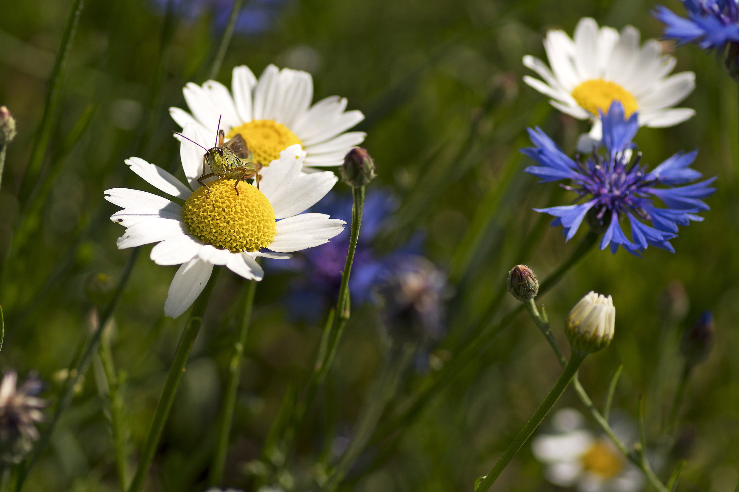 Incontro inaspettato