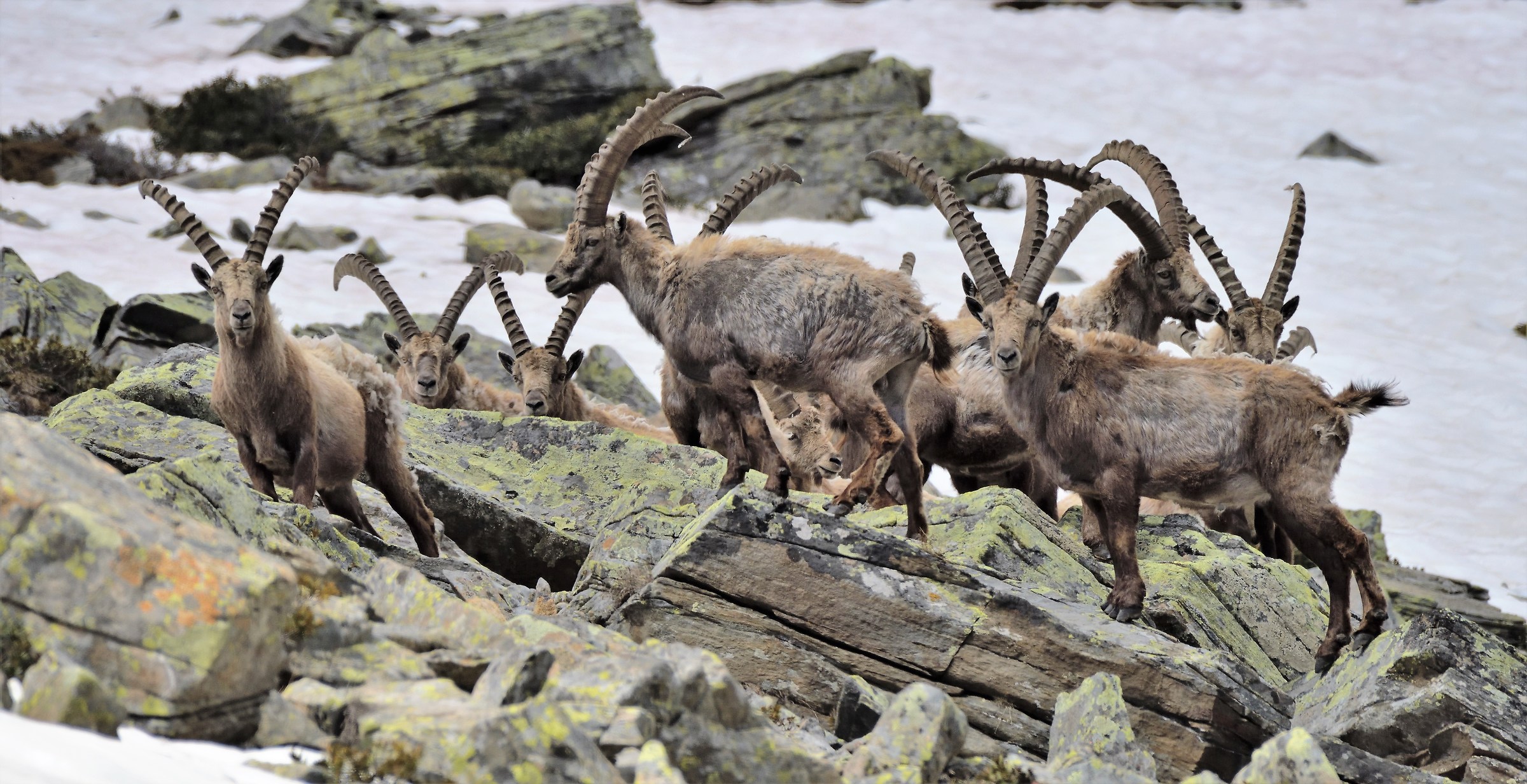 Herd of male Ibex