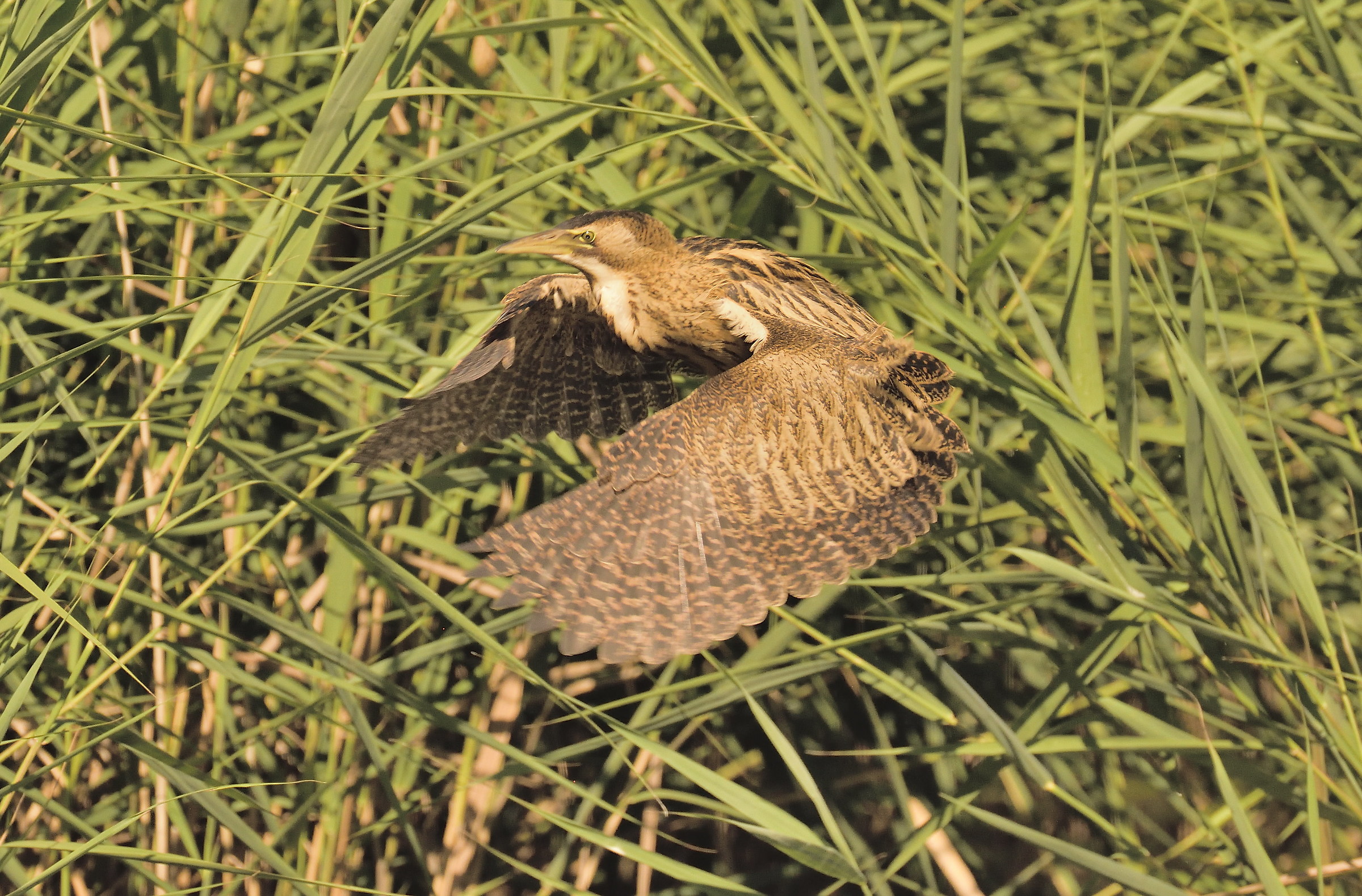 Bittern