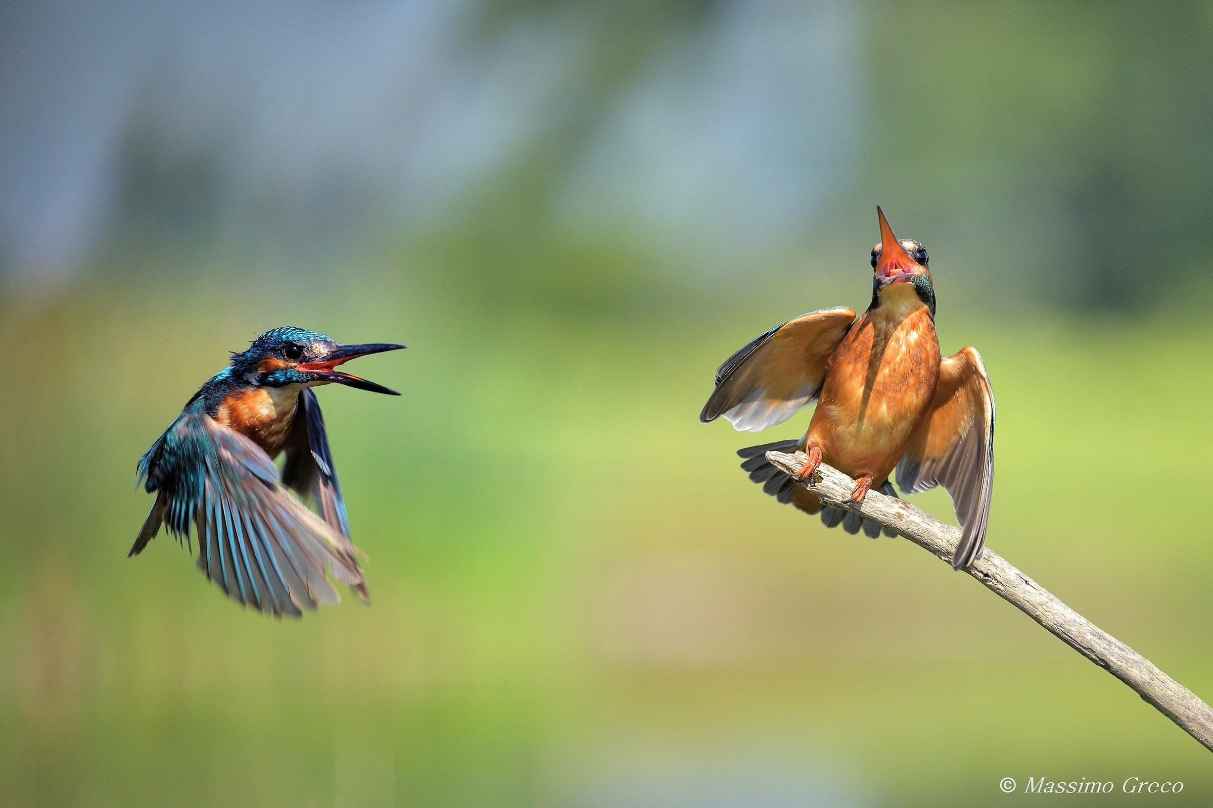 Lei chiama e lui ...si fionda sulla signora !!