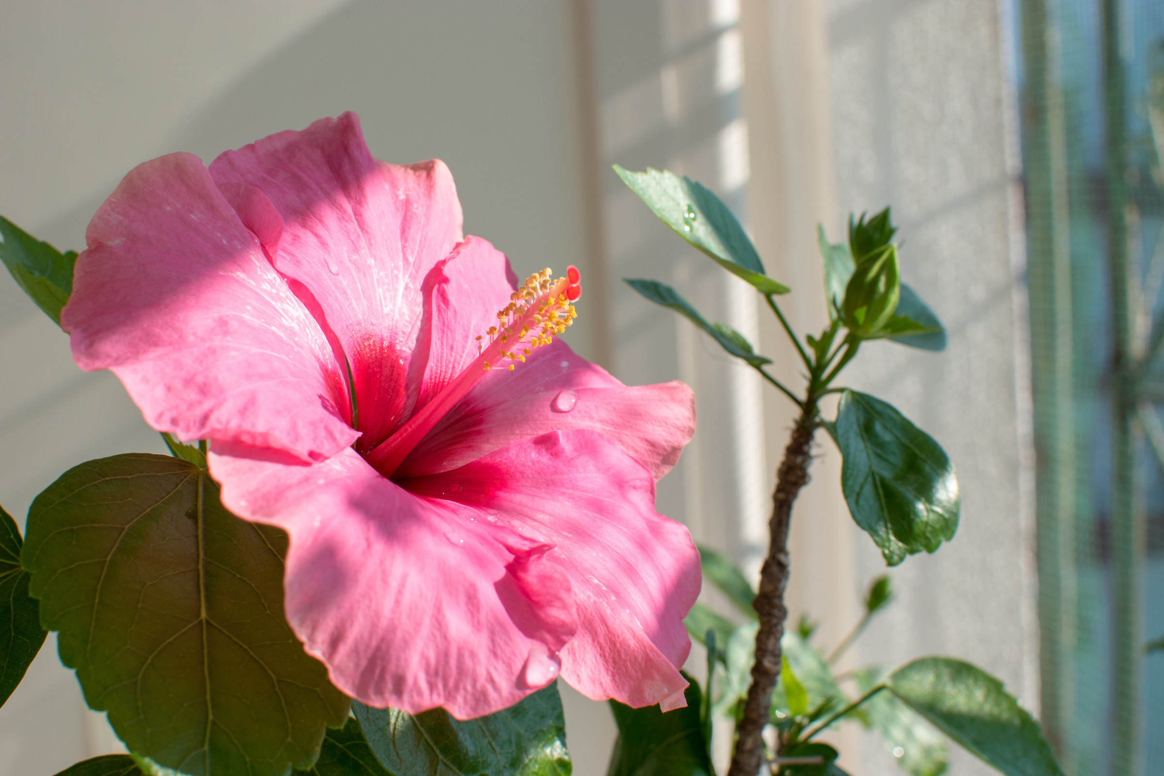 Hibiscus