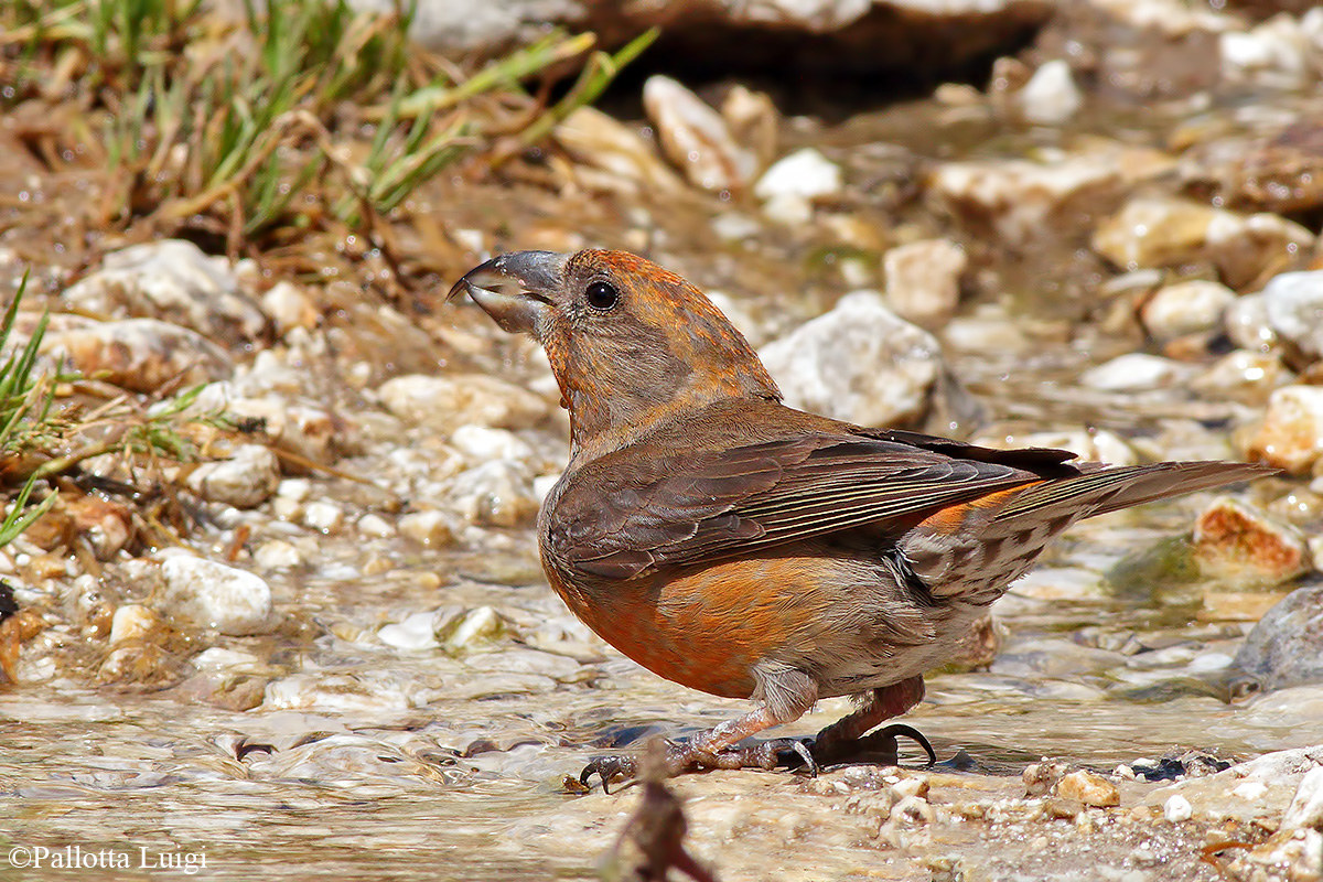Crociere  (Loxia cxurvirostra)
