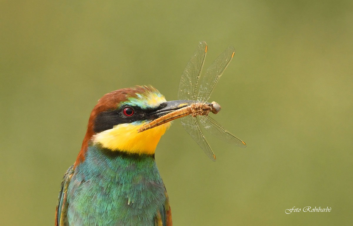Macropredator Bee-eater...
