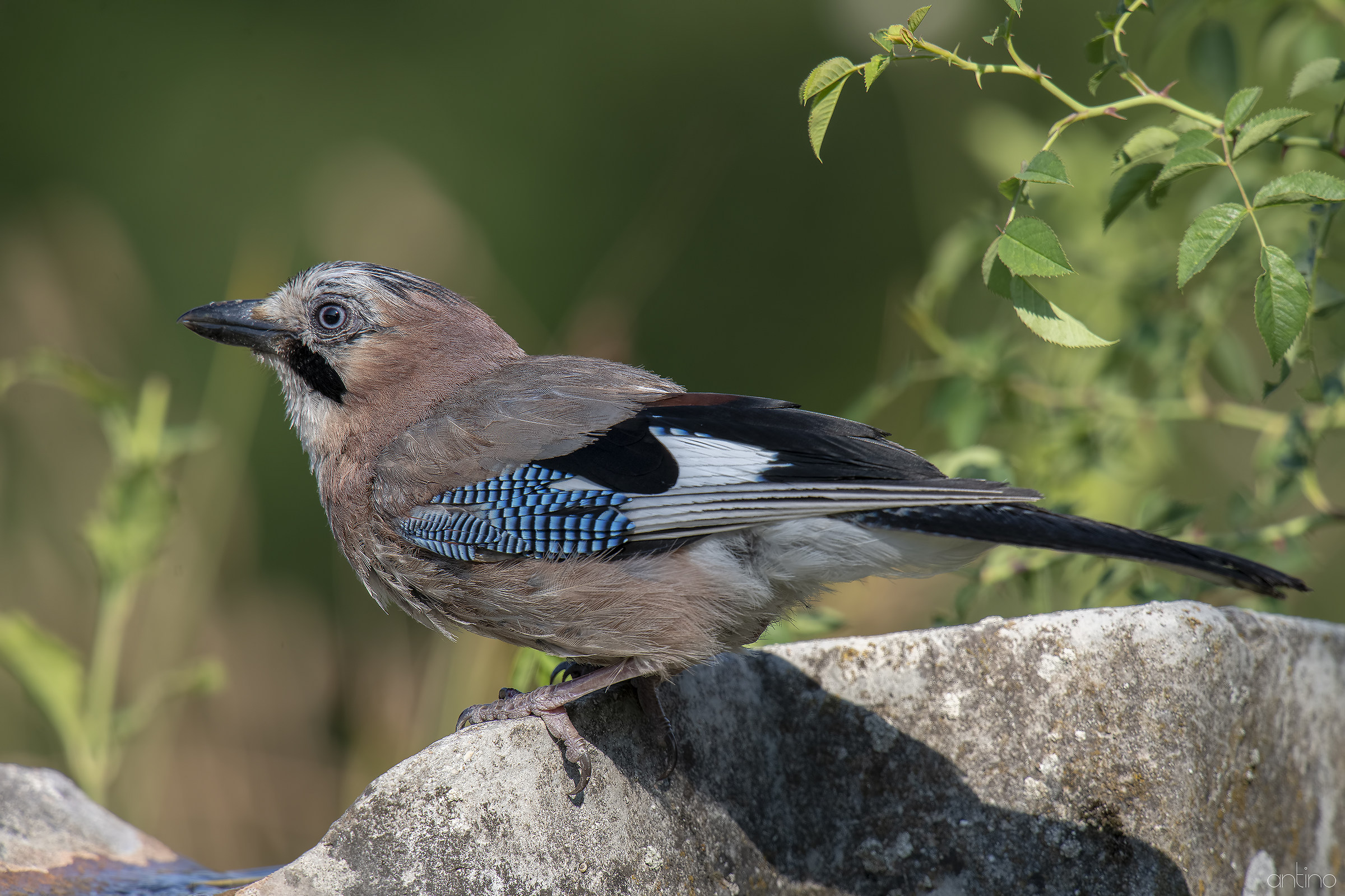 A Jay