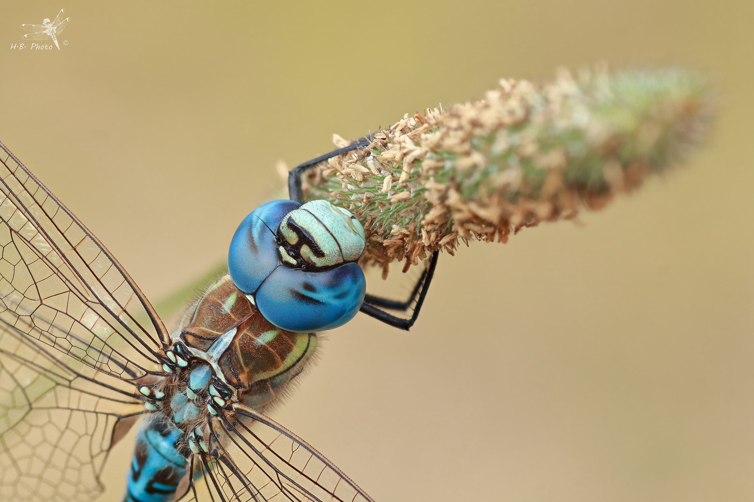 Aeshna affinis, uomo