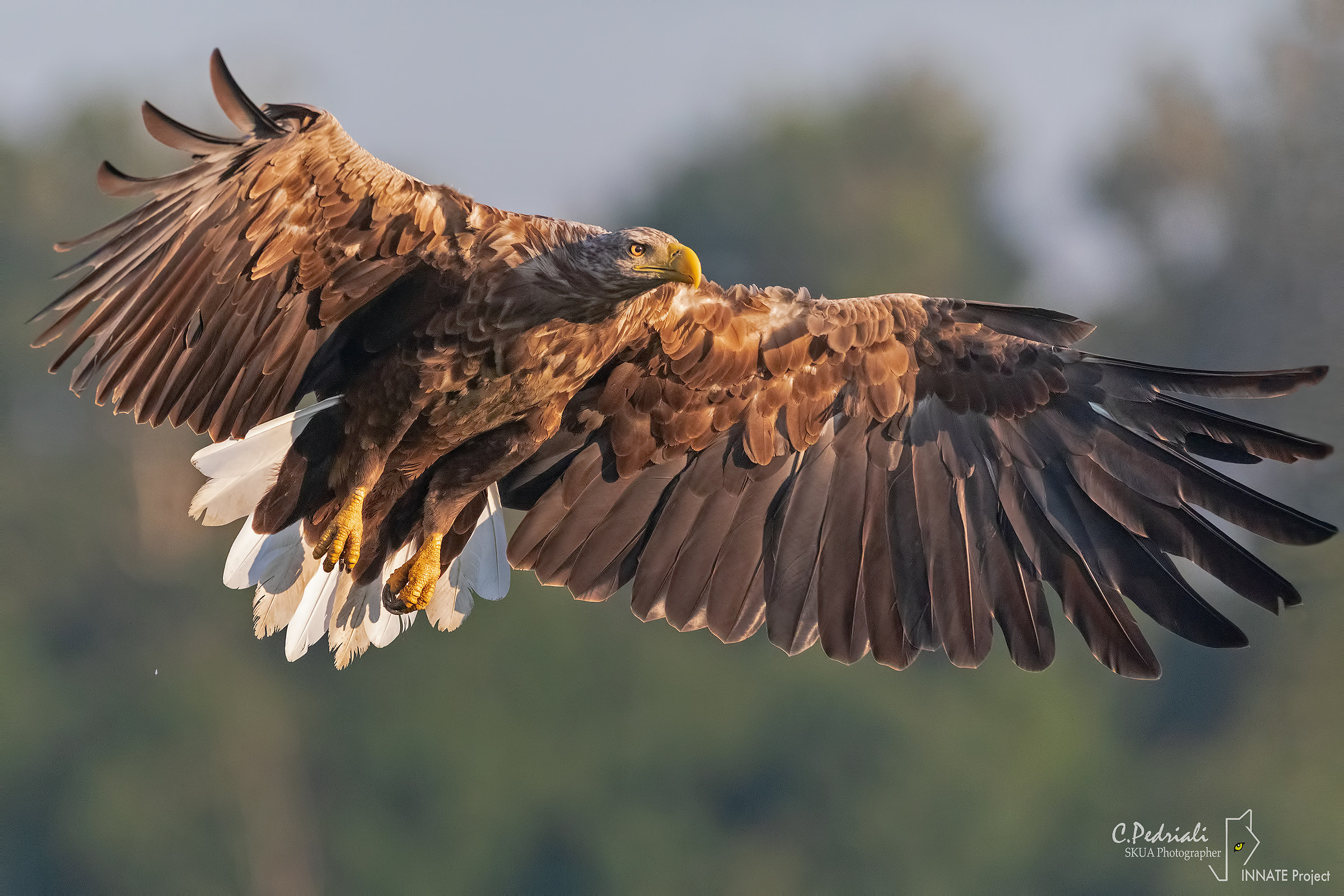 Sea Eagle... Arrival at the first lights