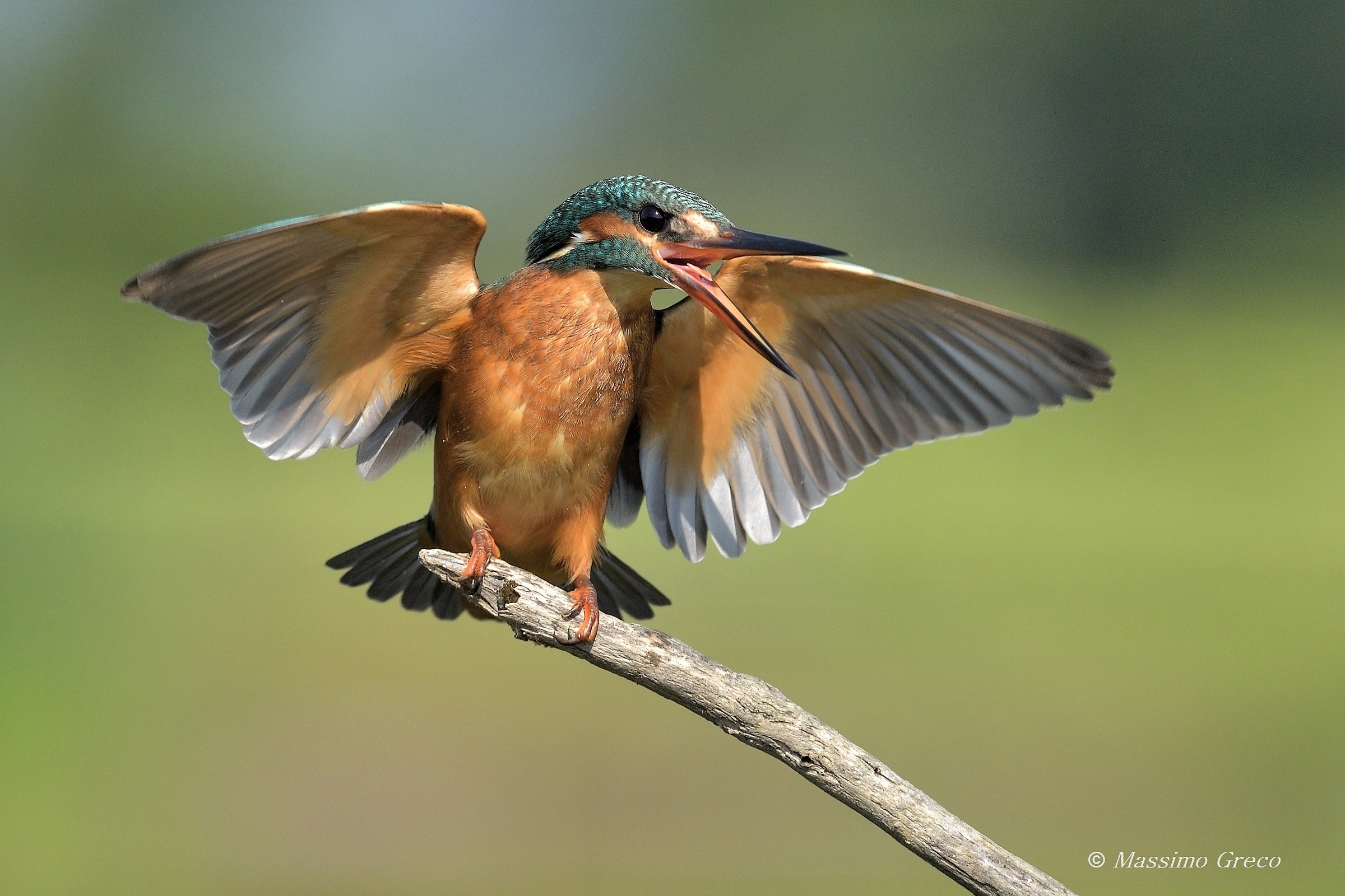 La femmina del Martin pescatore richiama il maschio