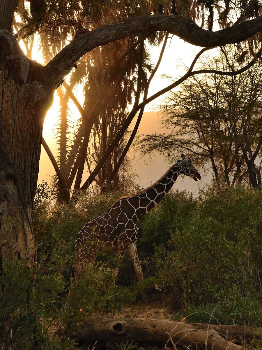 Giraffa reticolata al tramonto