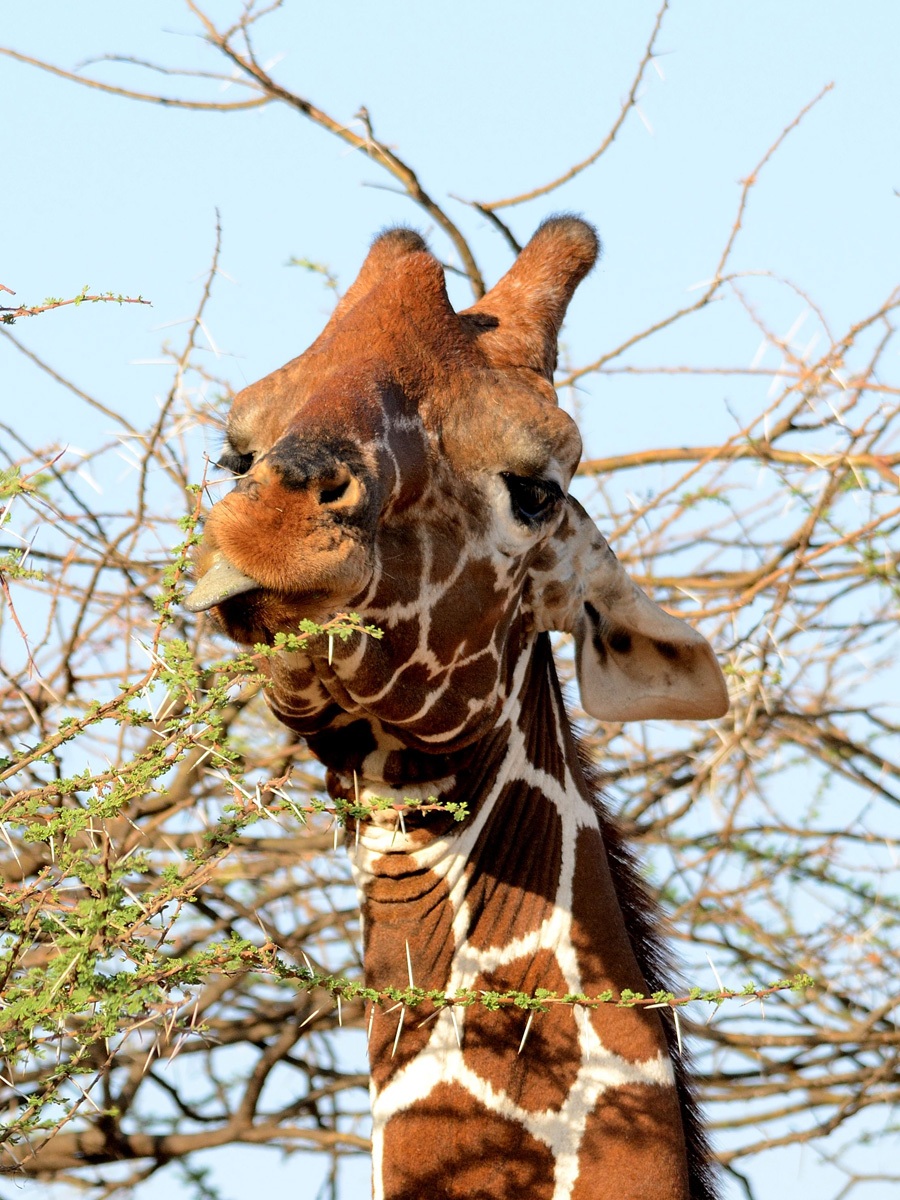 Giraffa si nutre delle spinose acace