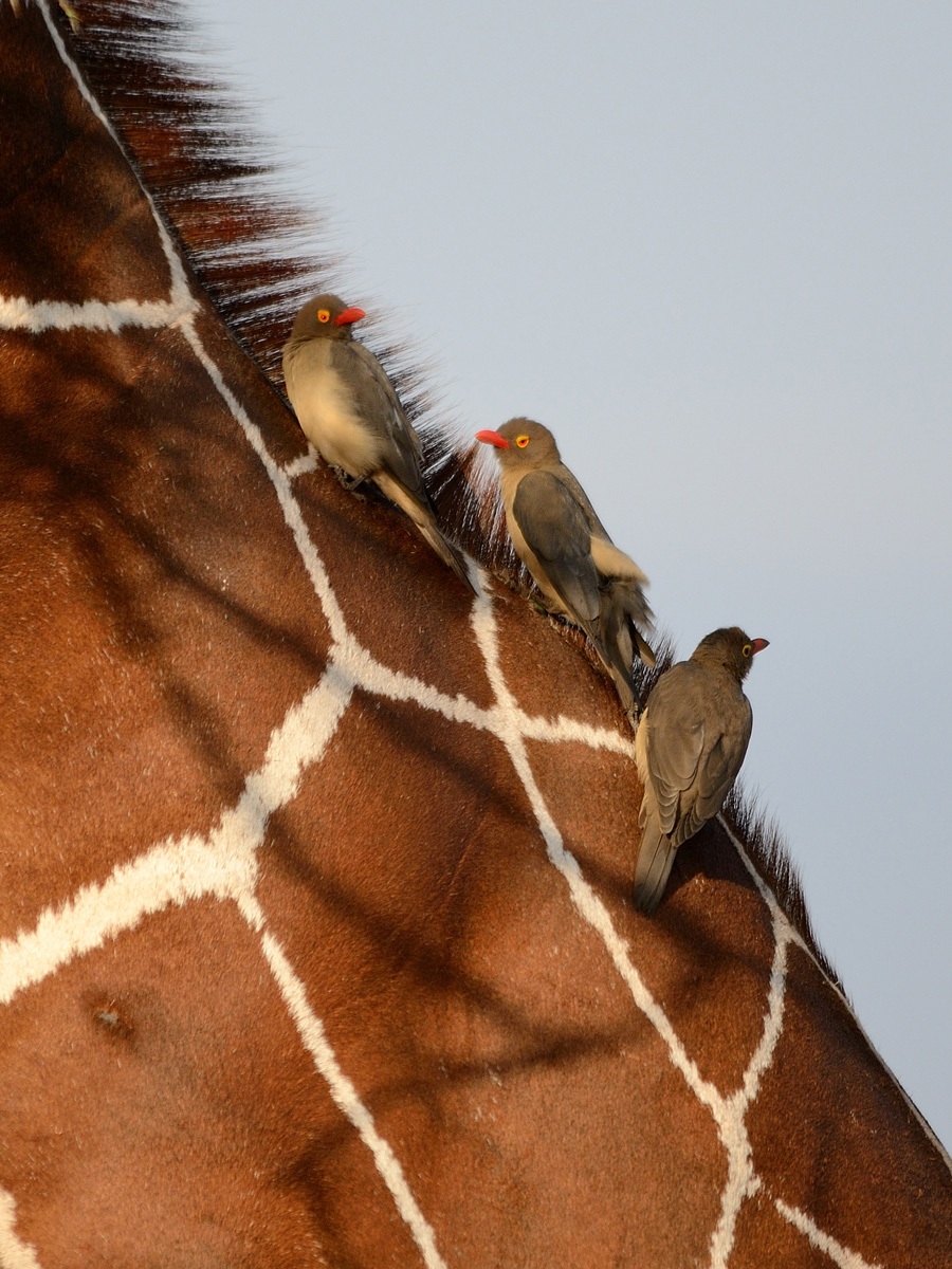 La Giraffa e i suoi amici pulitori