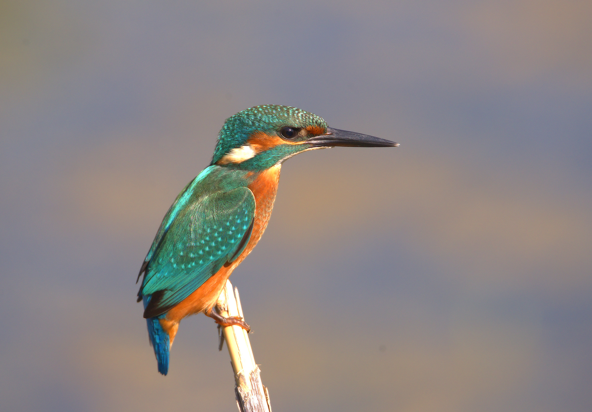 Kingfisher