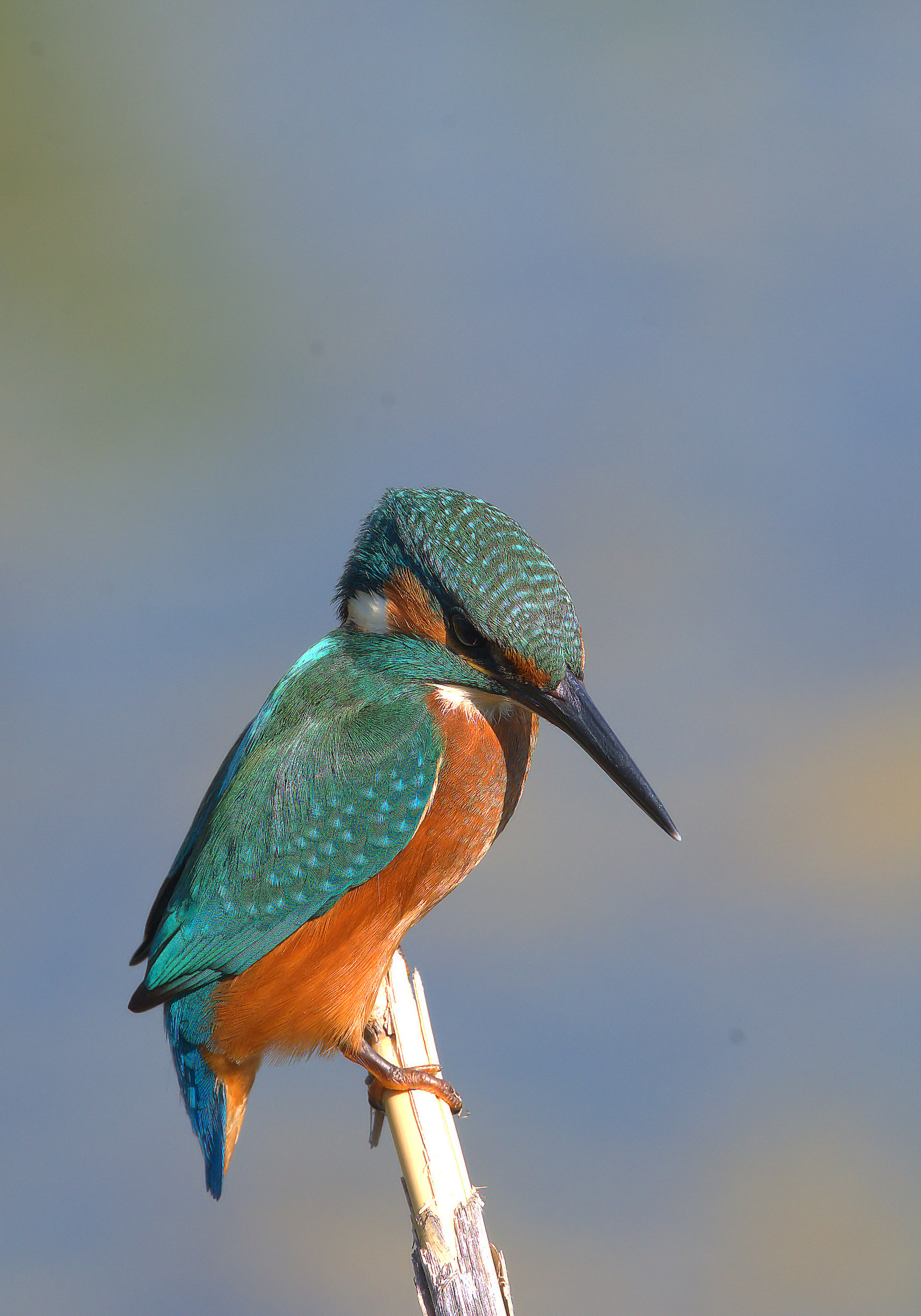 Kingfisher