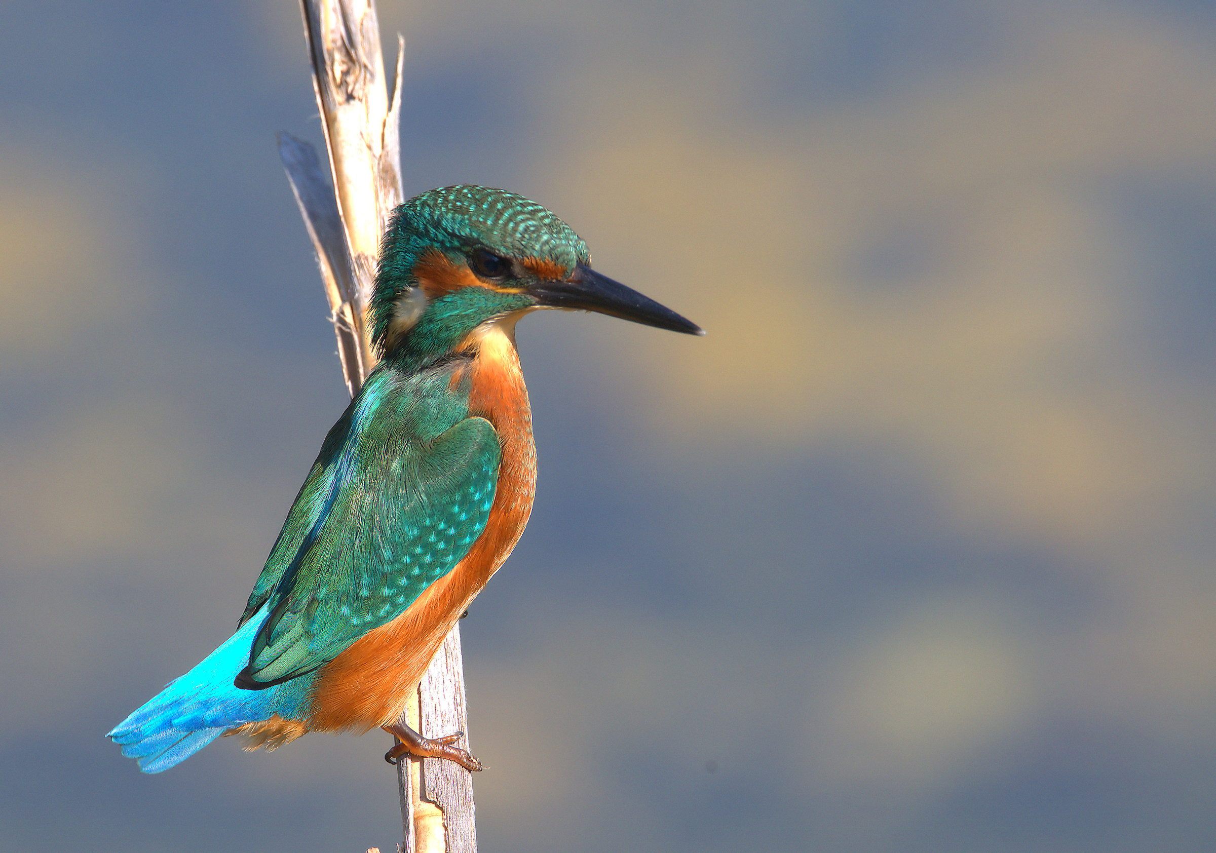Kingfisher