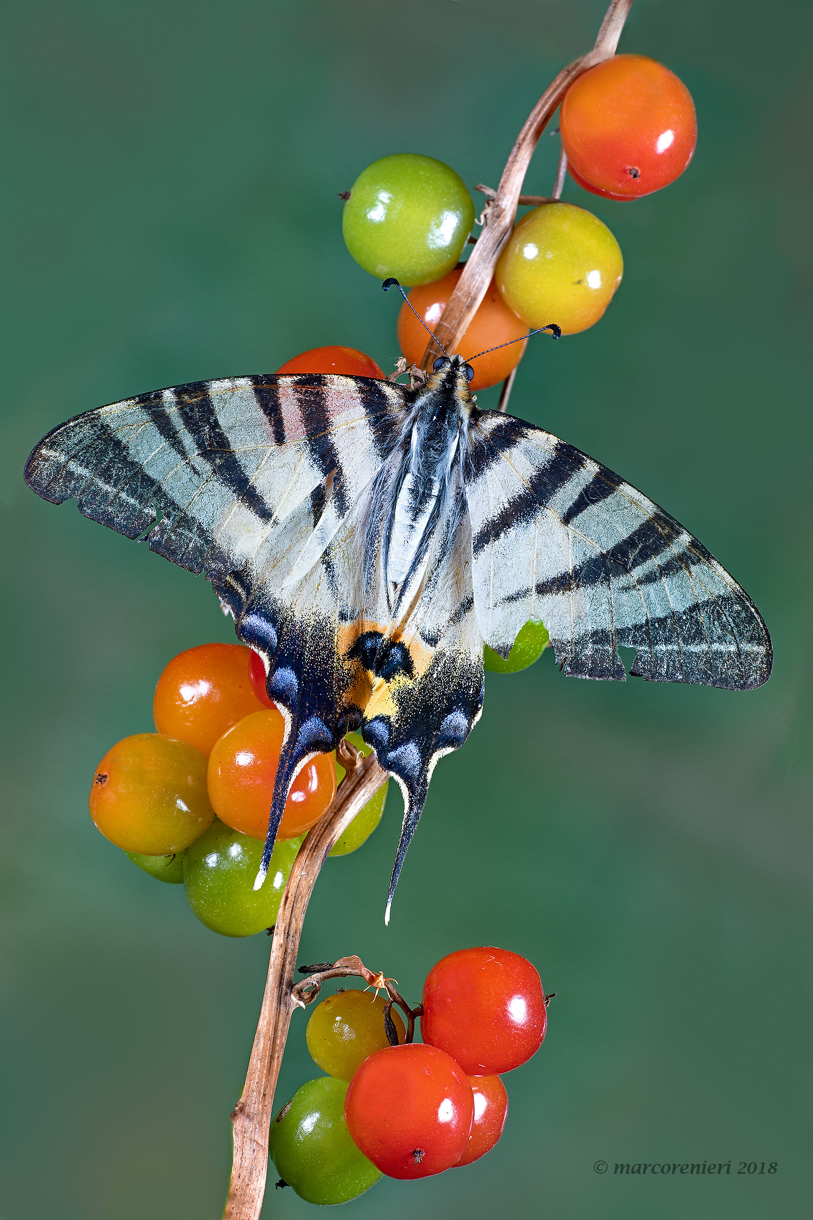 Scarce Swallowtail