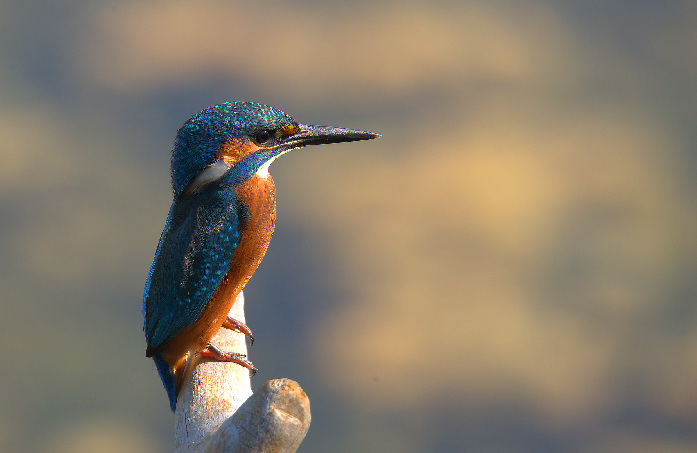 Kingfisher