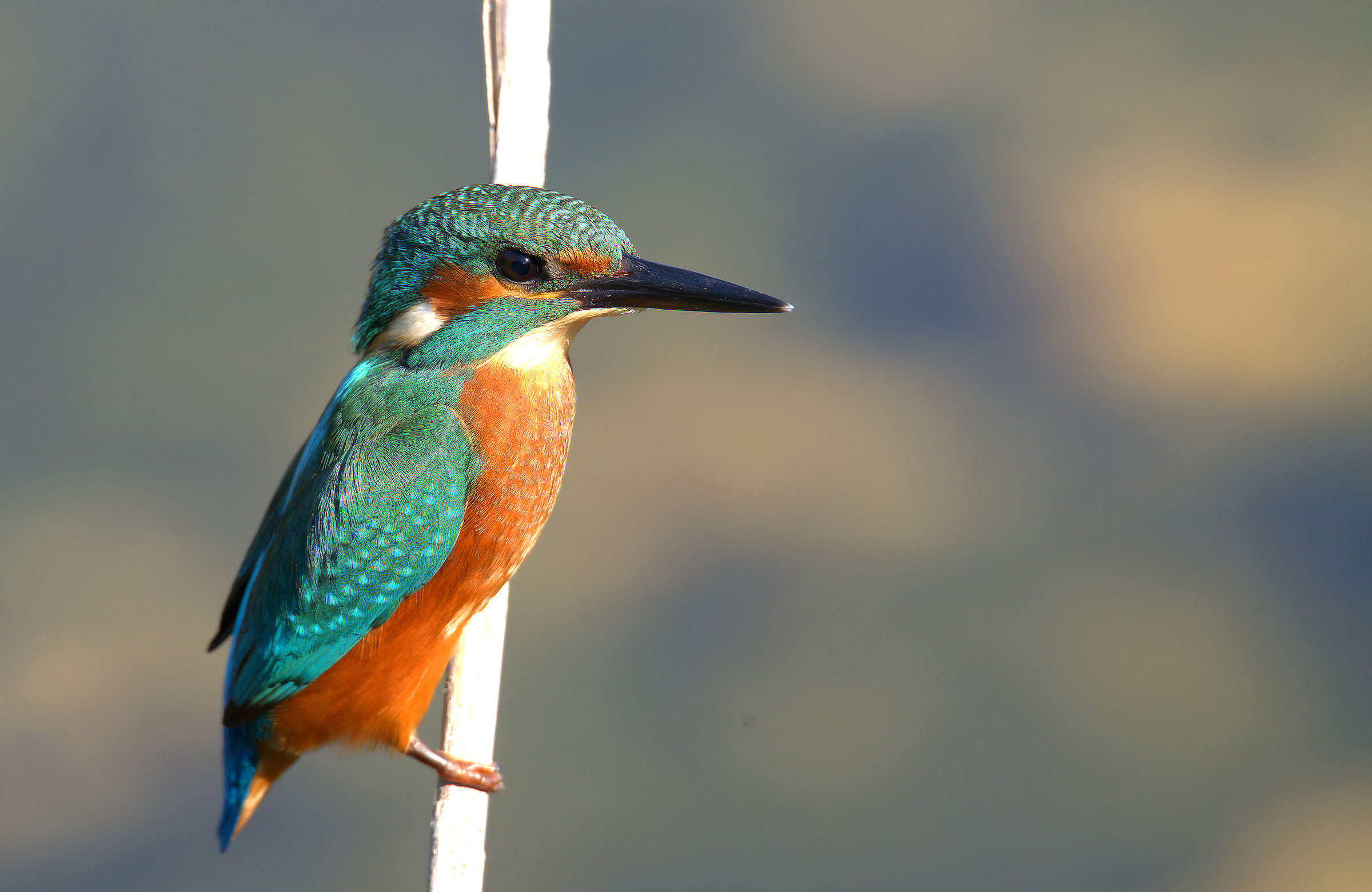 Kingfisher