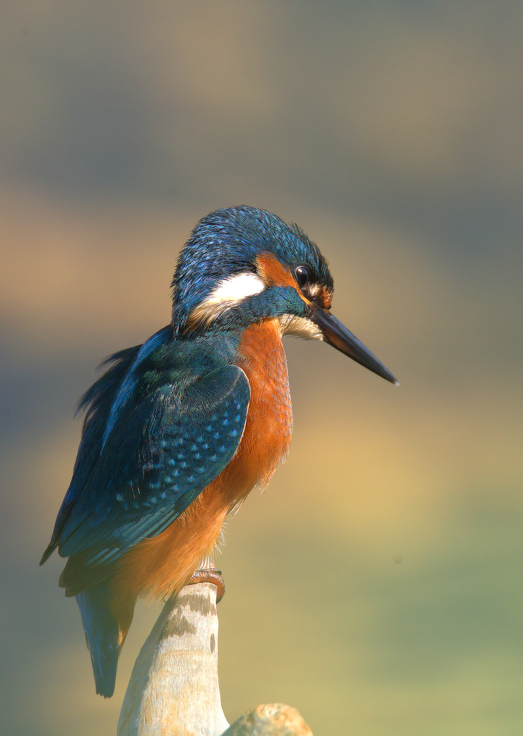 Kingfisher