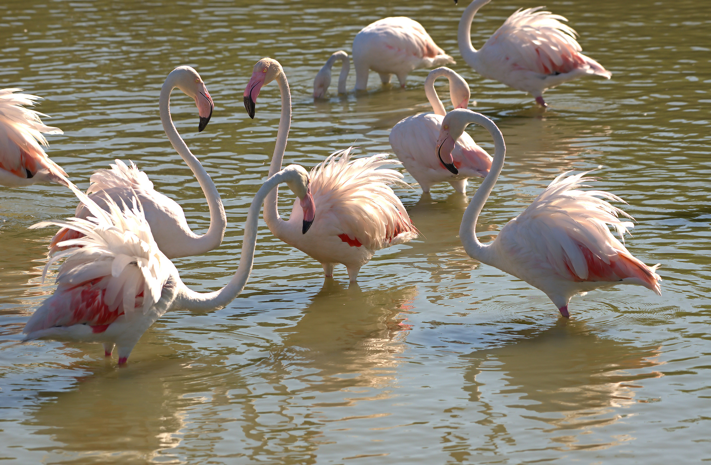 Flamingos