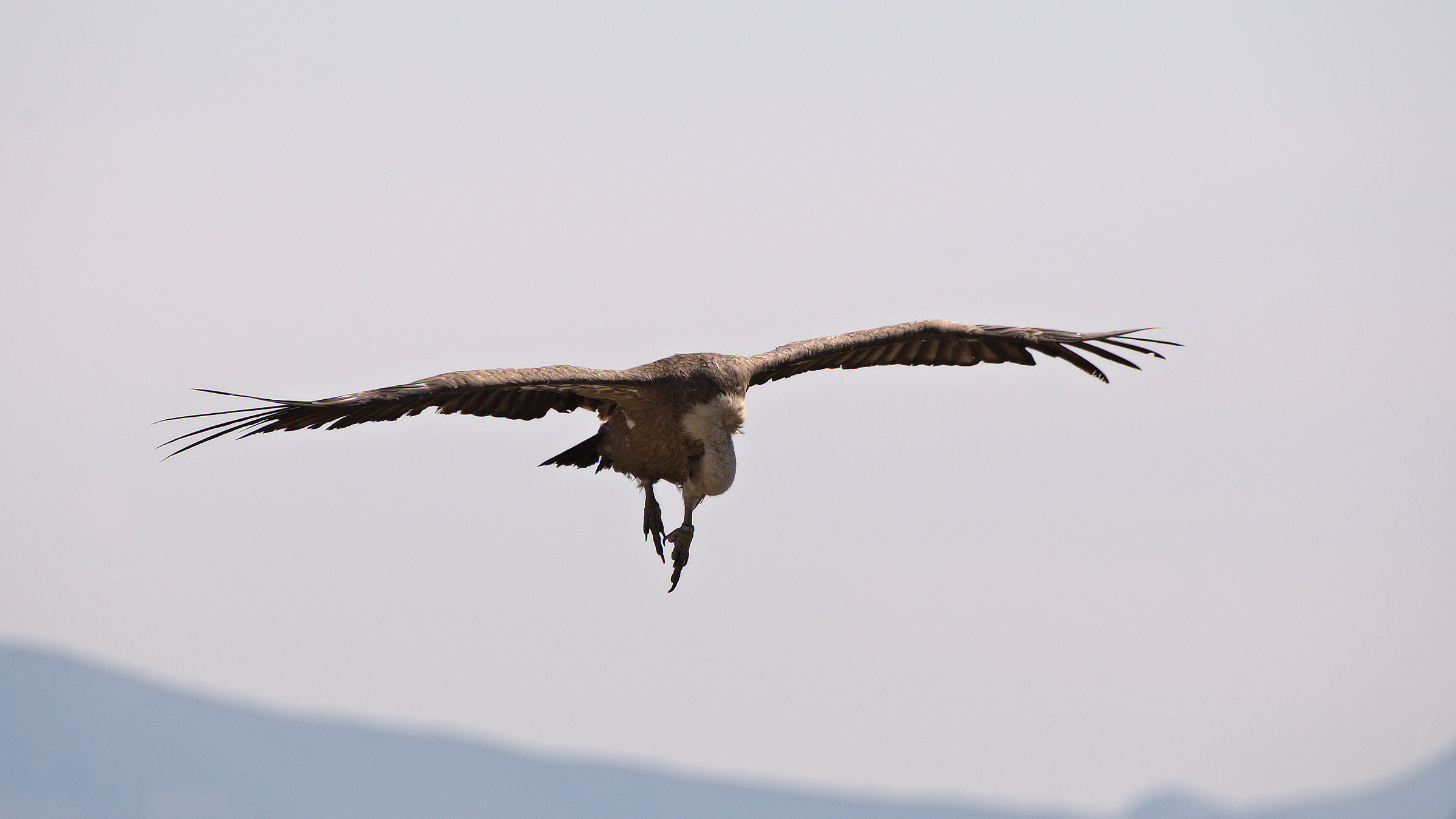 Scratching in flight