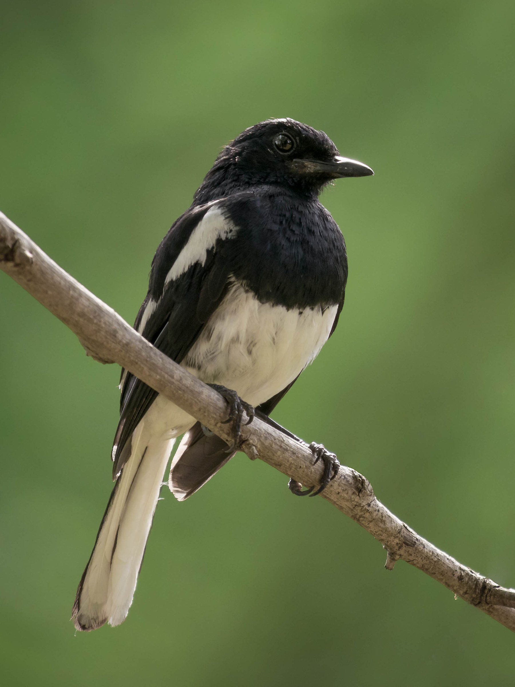 Oriental magpie robin male