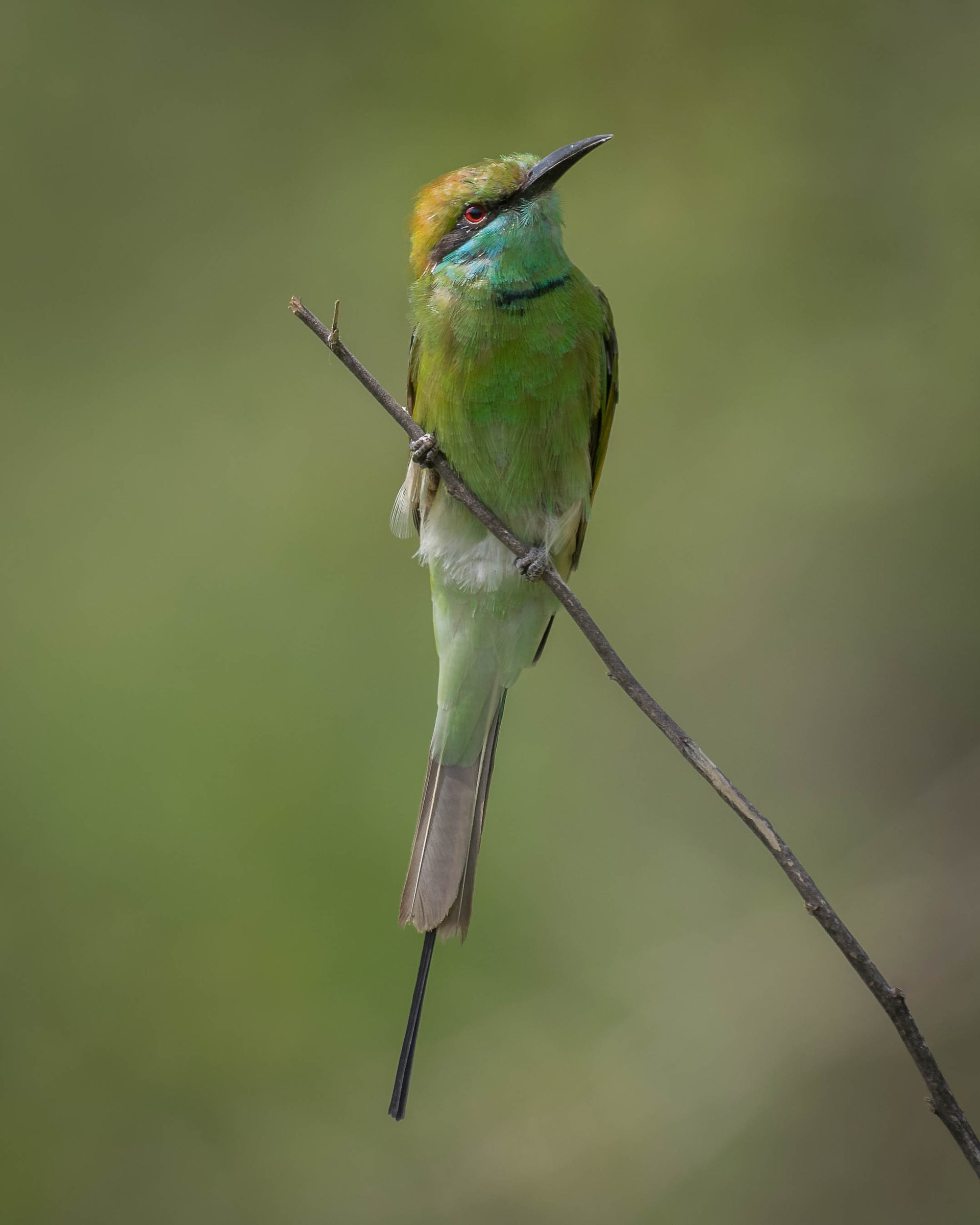 Green bee eater