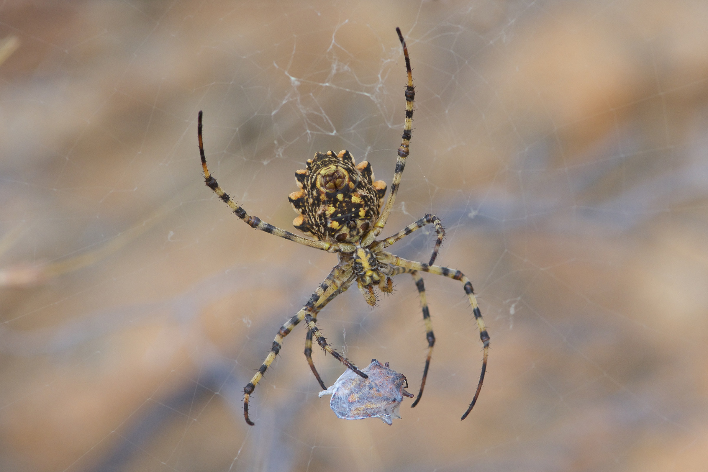Argiope lobata
