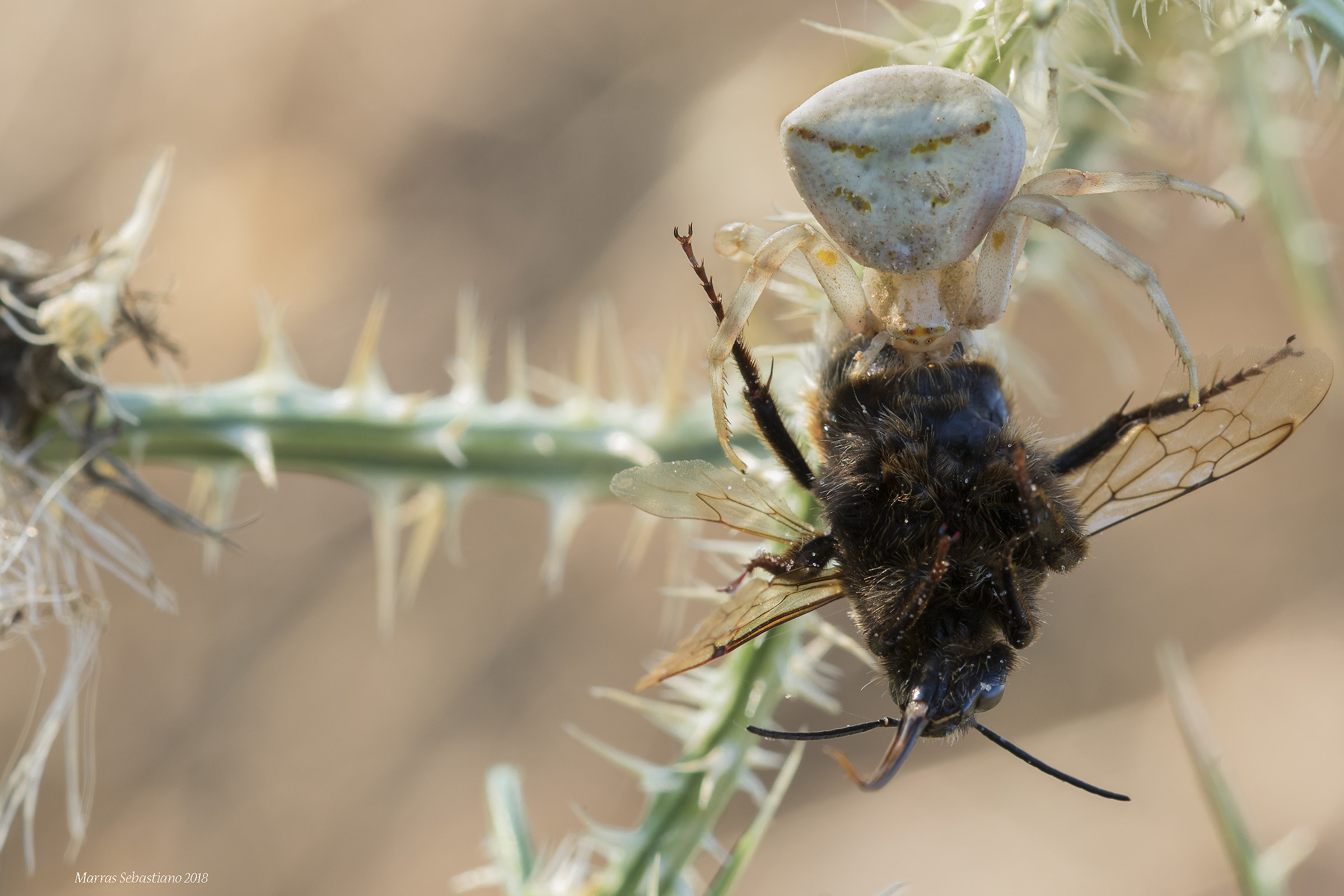 Thomisus onostus with Prey